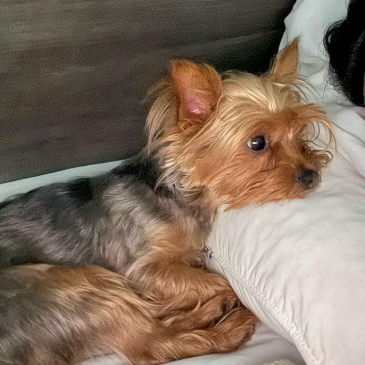 Mickey, Adoptable, Adult Male Yorkshire Terrier.