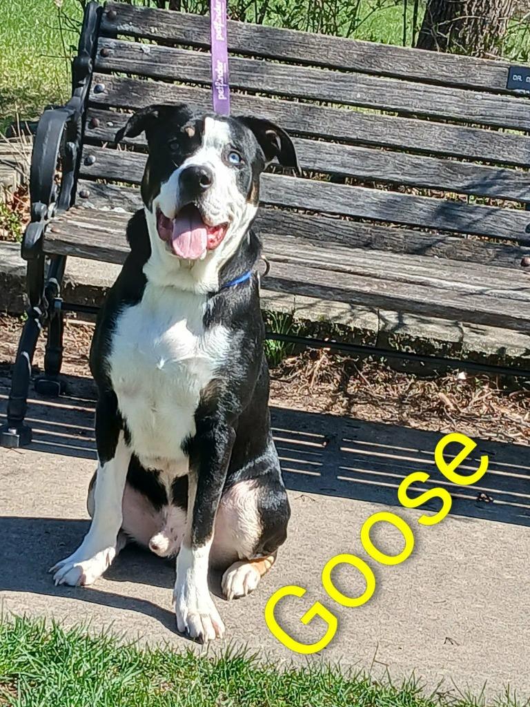 Goose, Adoptable, Young Male Pit Bull Terrier.