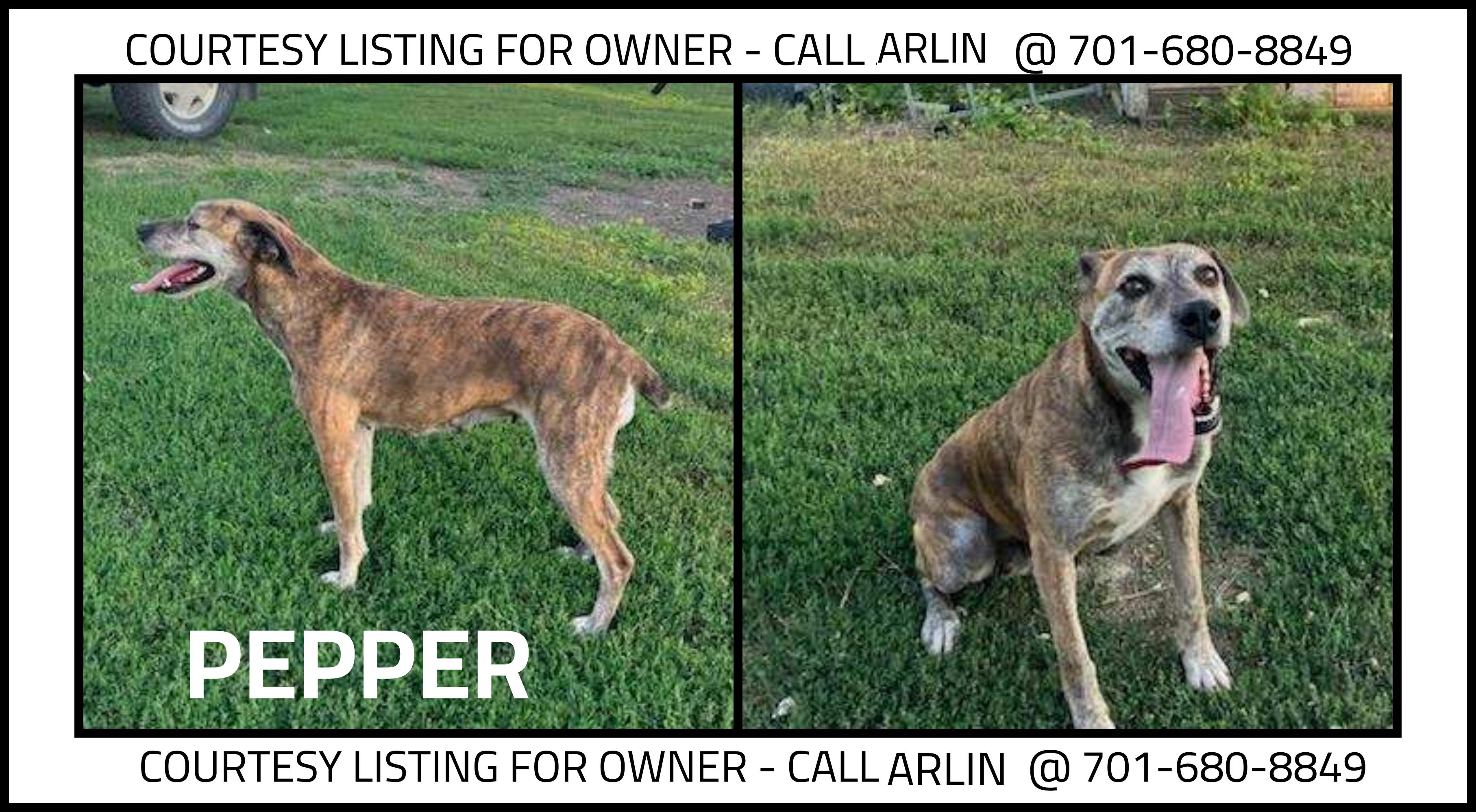 Pepper - COURTESY LISTING, ADOPTABLE, Adult Female Mountain Cur.