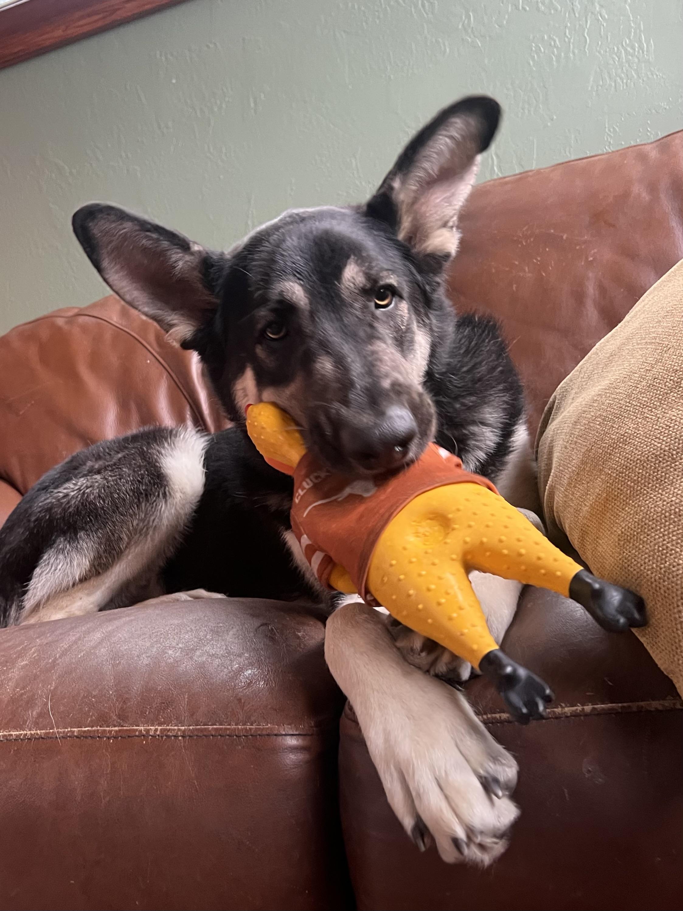 Enlarge NUMAN - Derp!, a ADOPTABLE German Shepherd Dog in Oakland, CA image 5/5