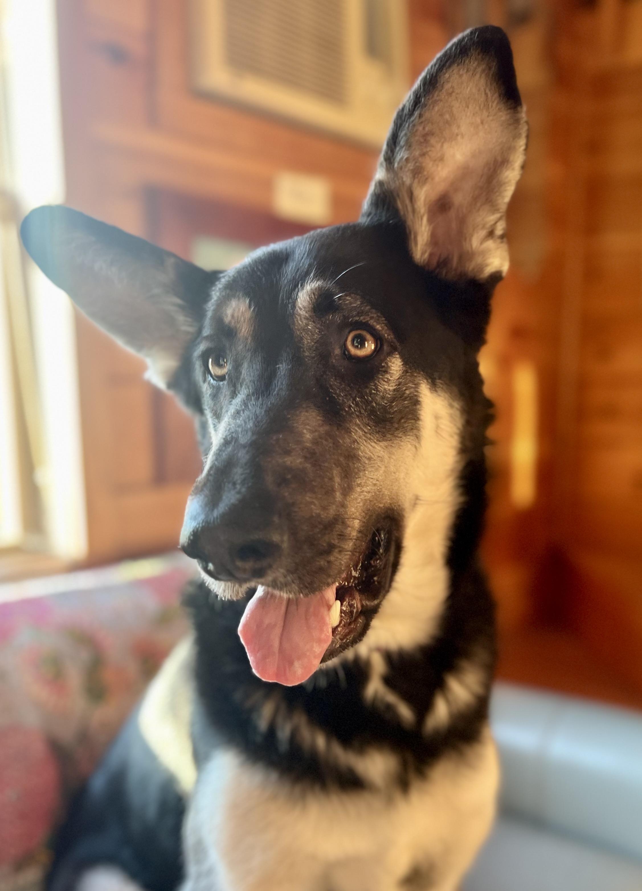 Enlarge NUMAN - Derp!, a ADOPTABLE German Shepherd Dog in Oakland, CA image 3/5