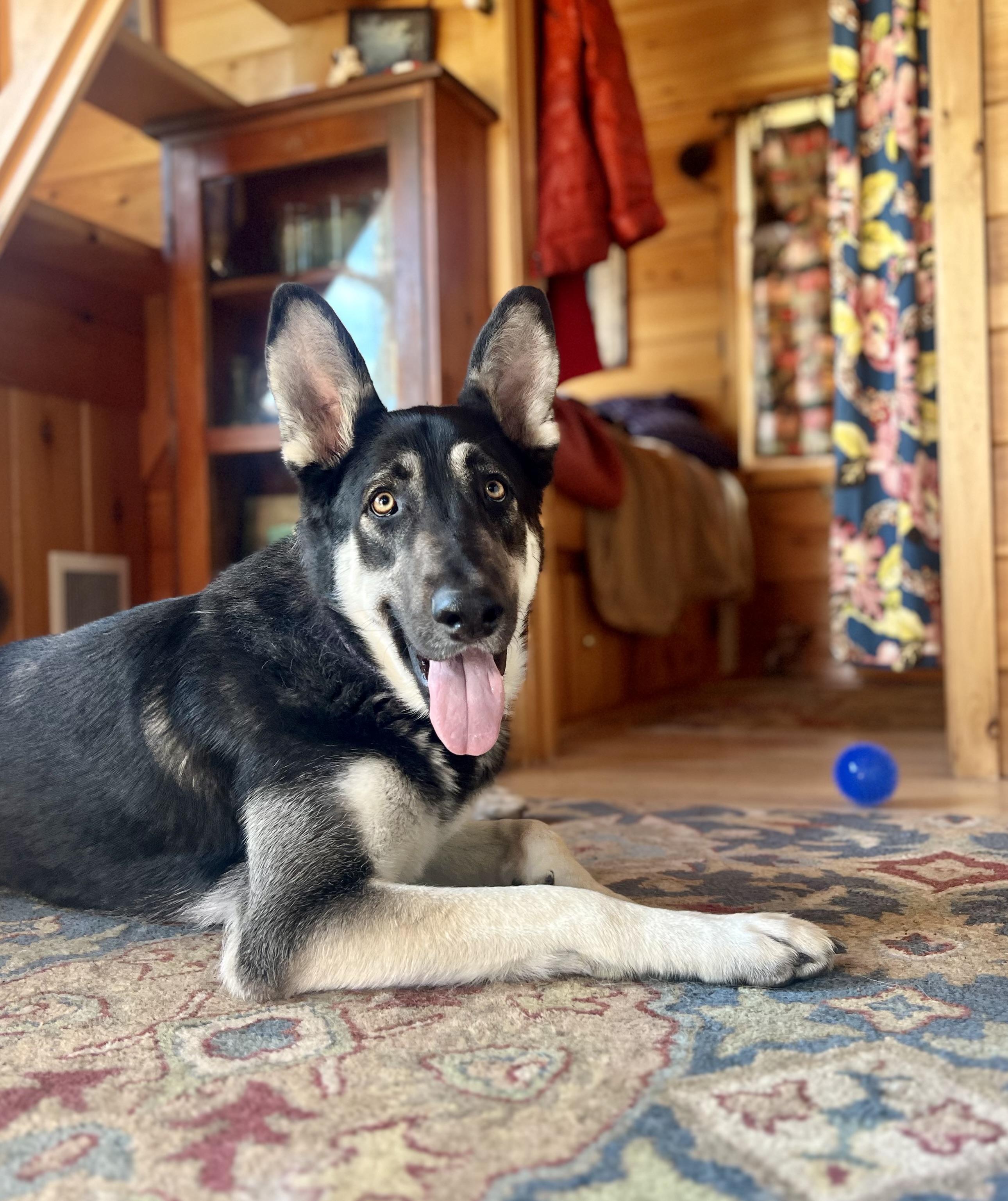 Enlarge NUMAN - Derp!, a ADOPTABLE German Shepherd Dog in Oakland, CA image 2/5