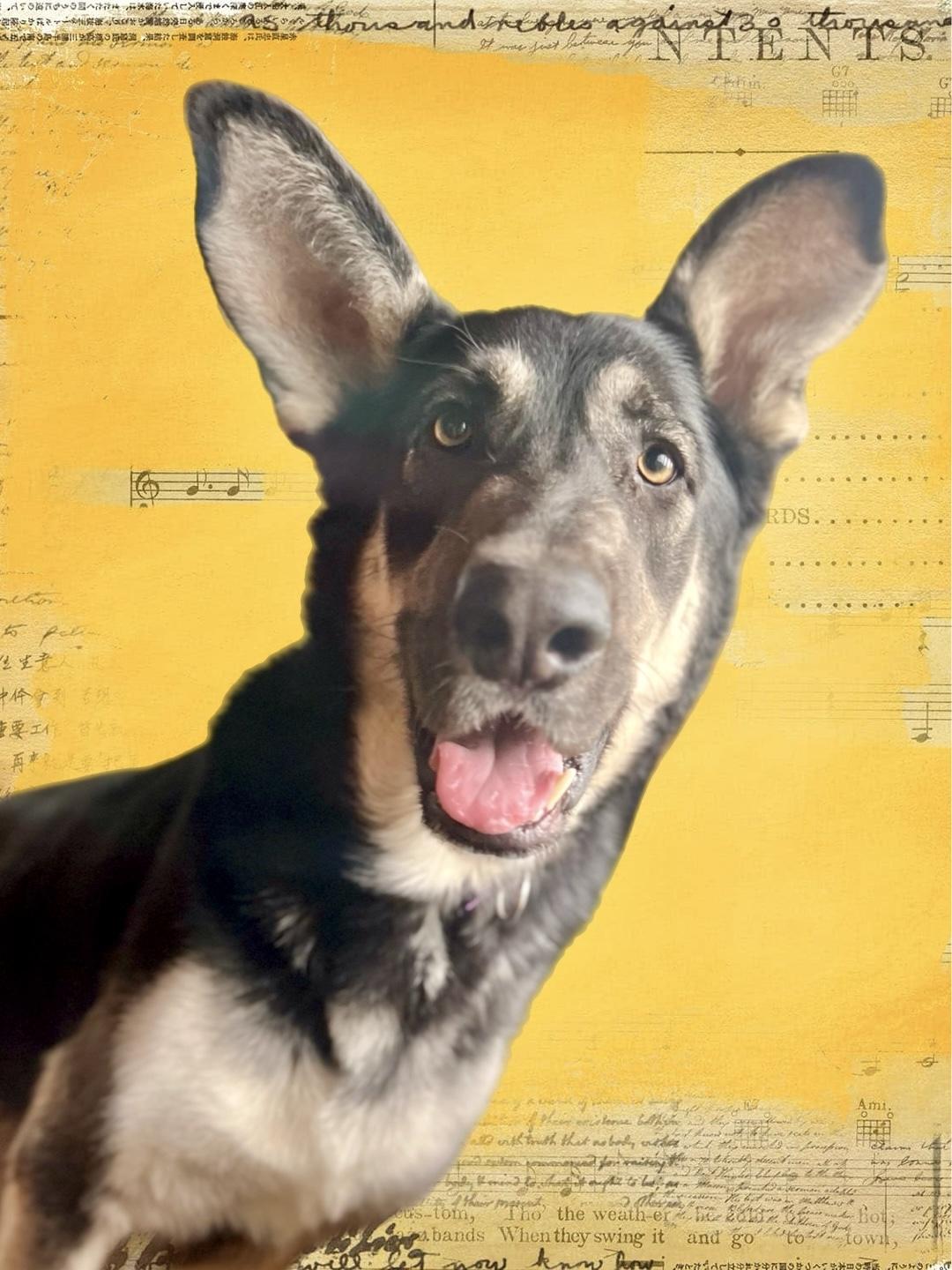 Enlarge NUMAN - Derp!, a ADOPTABLE German Shepherd Dog in Oakland, CA image 1/5