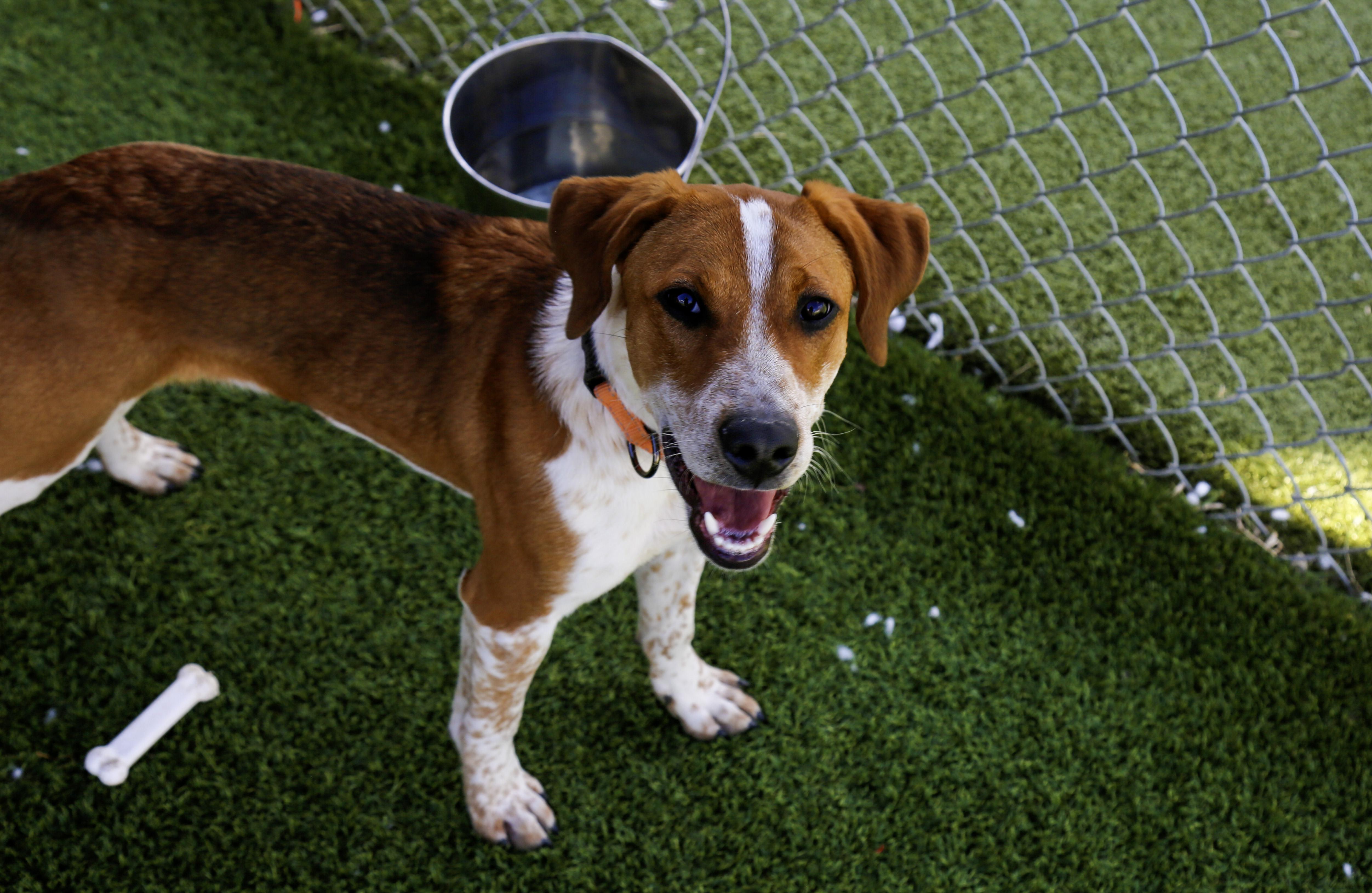 Copper, an adoptable Hound in Gunnison, CO, 81230 | Photo Image 2
