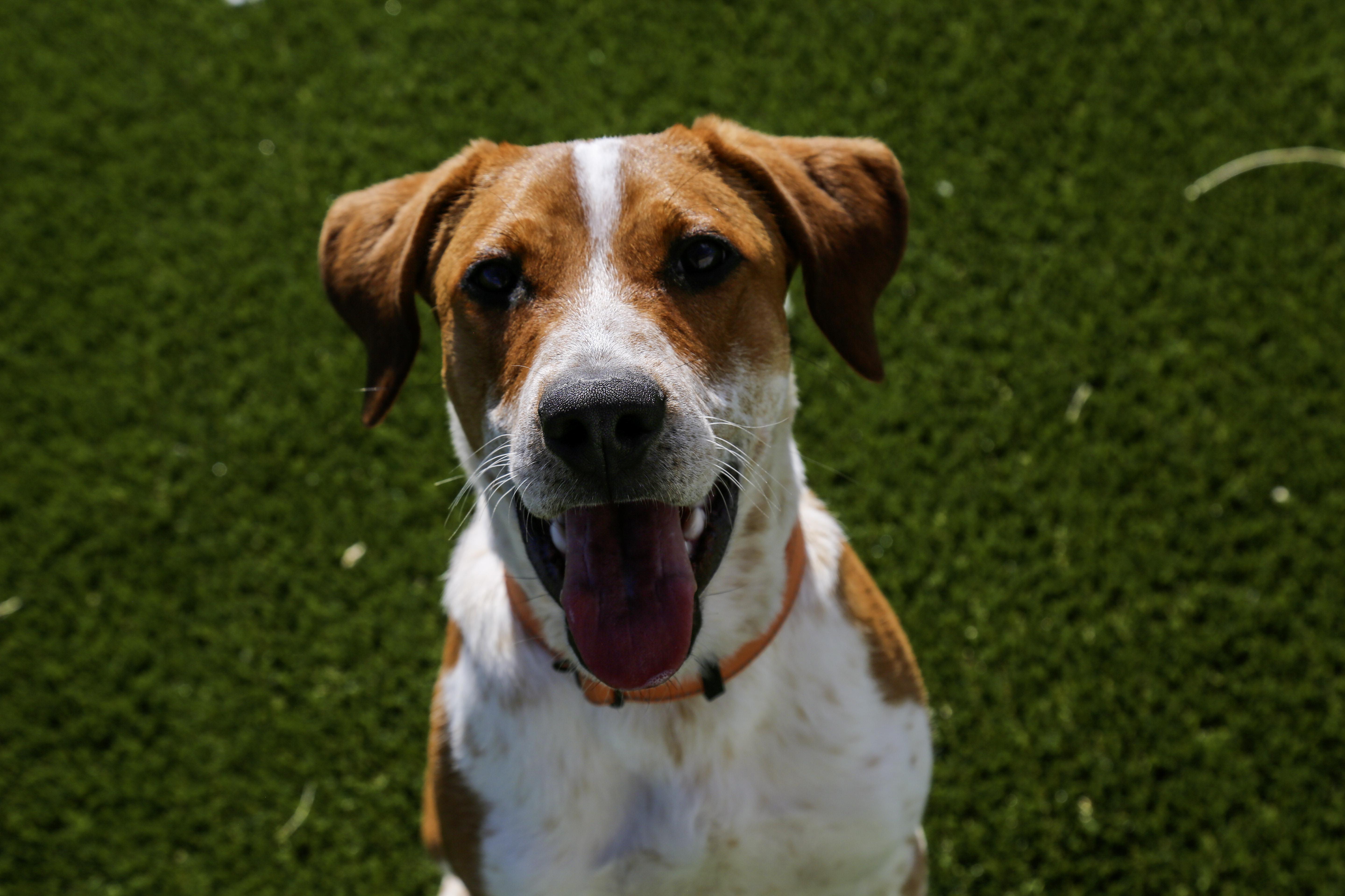 Copper, an adoptable Hound in Gunnison, CO, 81230 | Photo Image 1