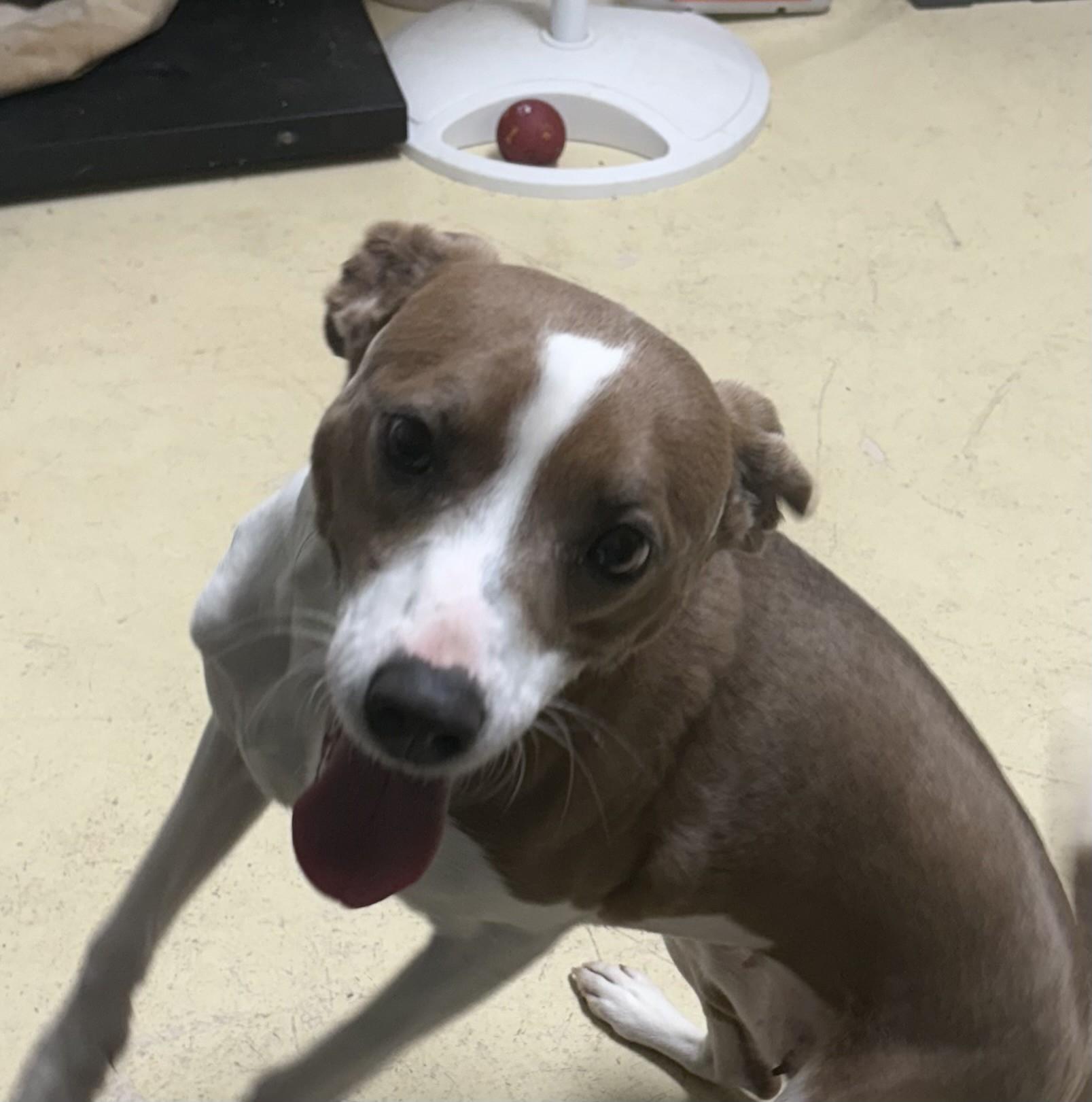 NESSI, ADOPTABLE, Young Female Jack Russell Terrier.