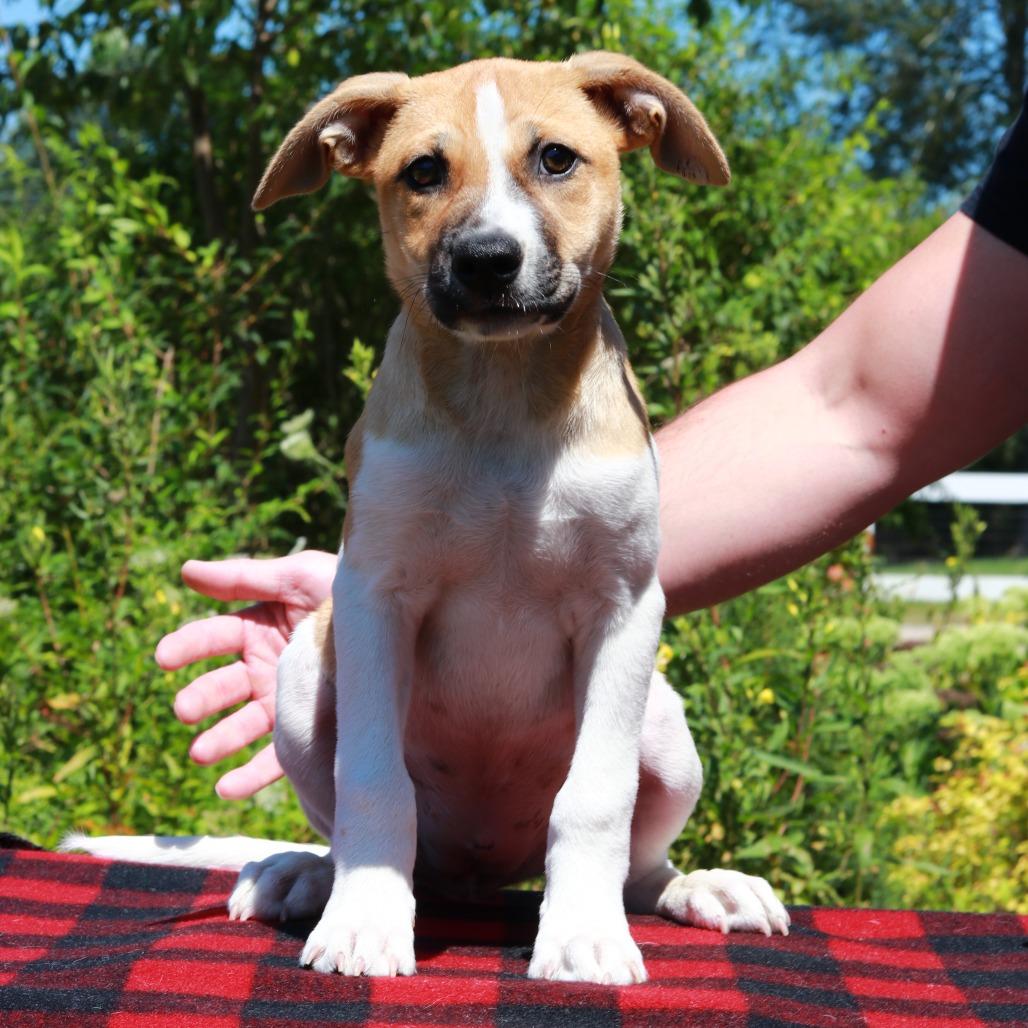 CT Indy, Adoptable, Puppy Female Terrier & Mixed Breed.