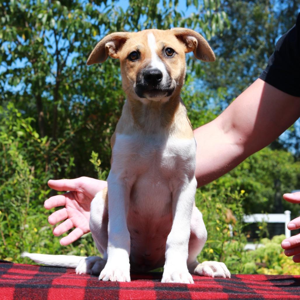 Enlarge CT Indy, a Adoptable mixed breed in Eastford, CT image 2/3