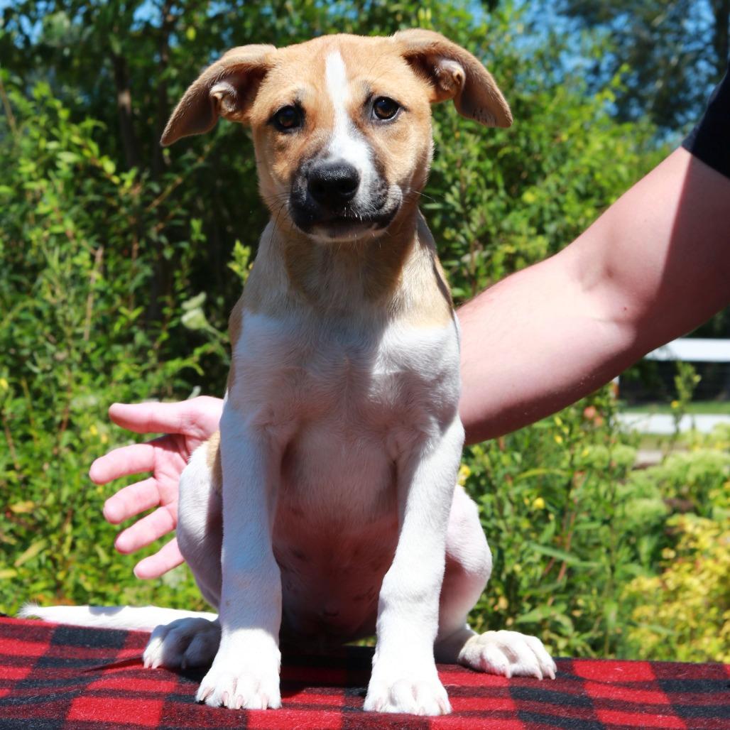 Enlarge CT Indy, a Adoptable mixed breed in Eastford, CT image 3/3
