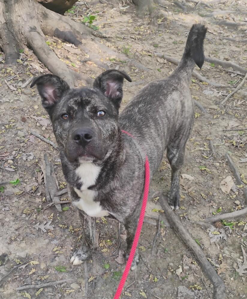 Enlarge Max #62, a Adoptable mixed breed in New Lexington, OH image 1/1