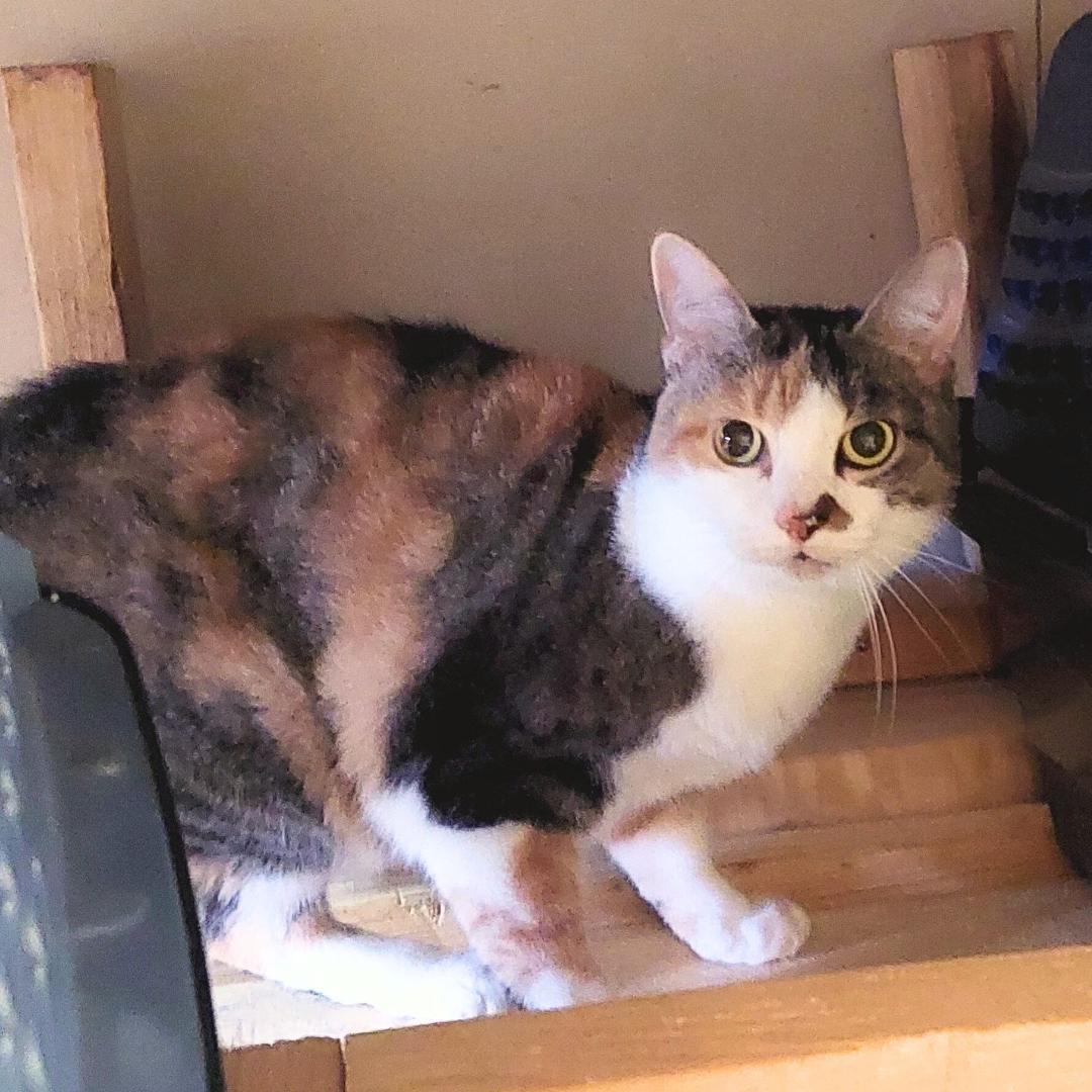 Snuggles, Adoptable, Adult Female Calico.