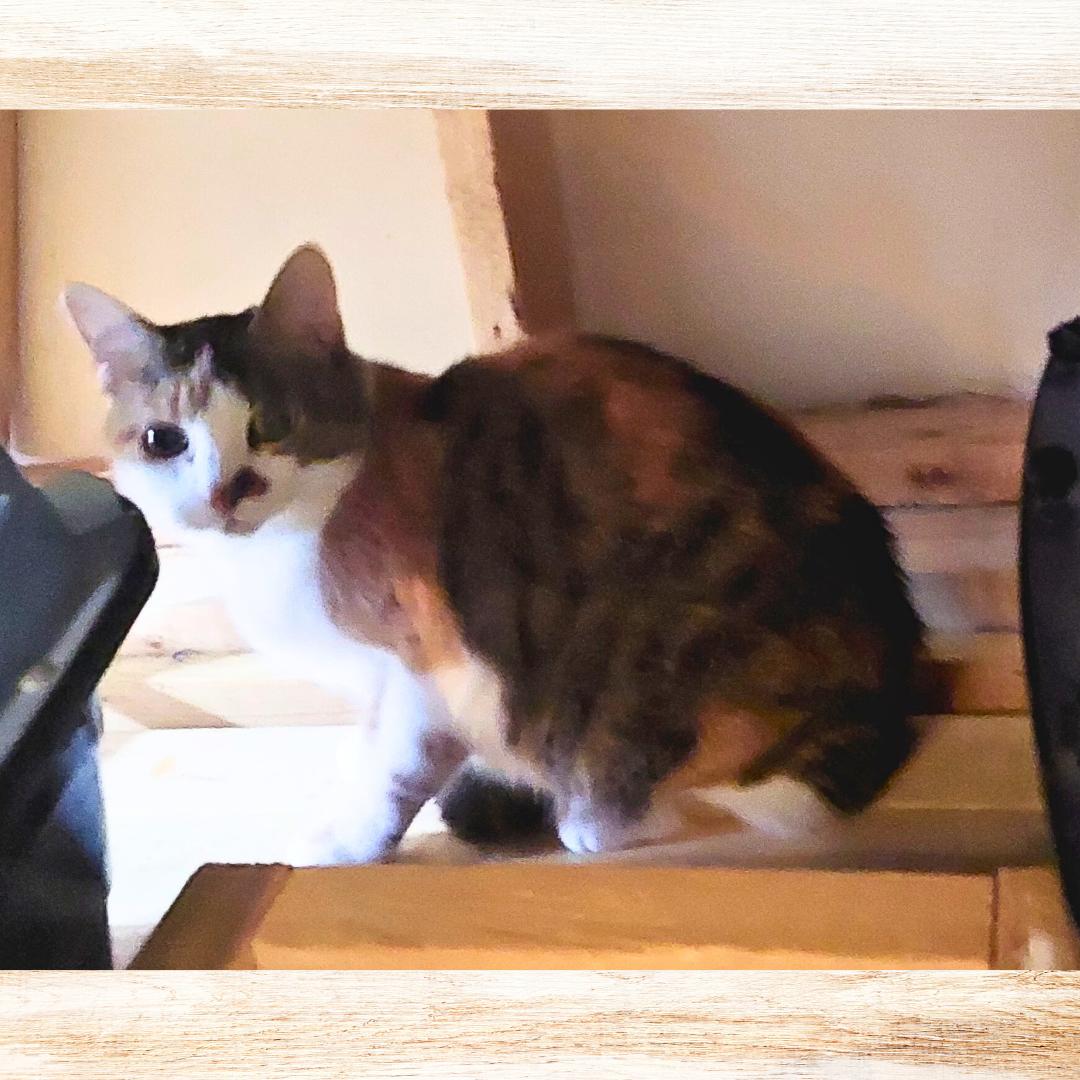 Snuggles, a Adoptable Calico in Orange City, FL image 4/4