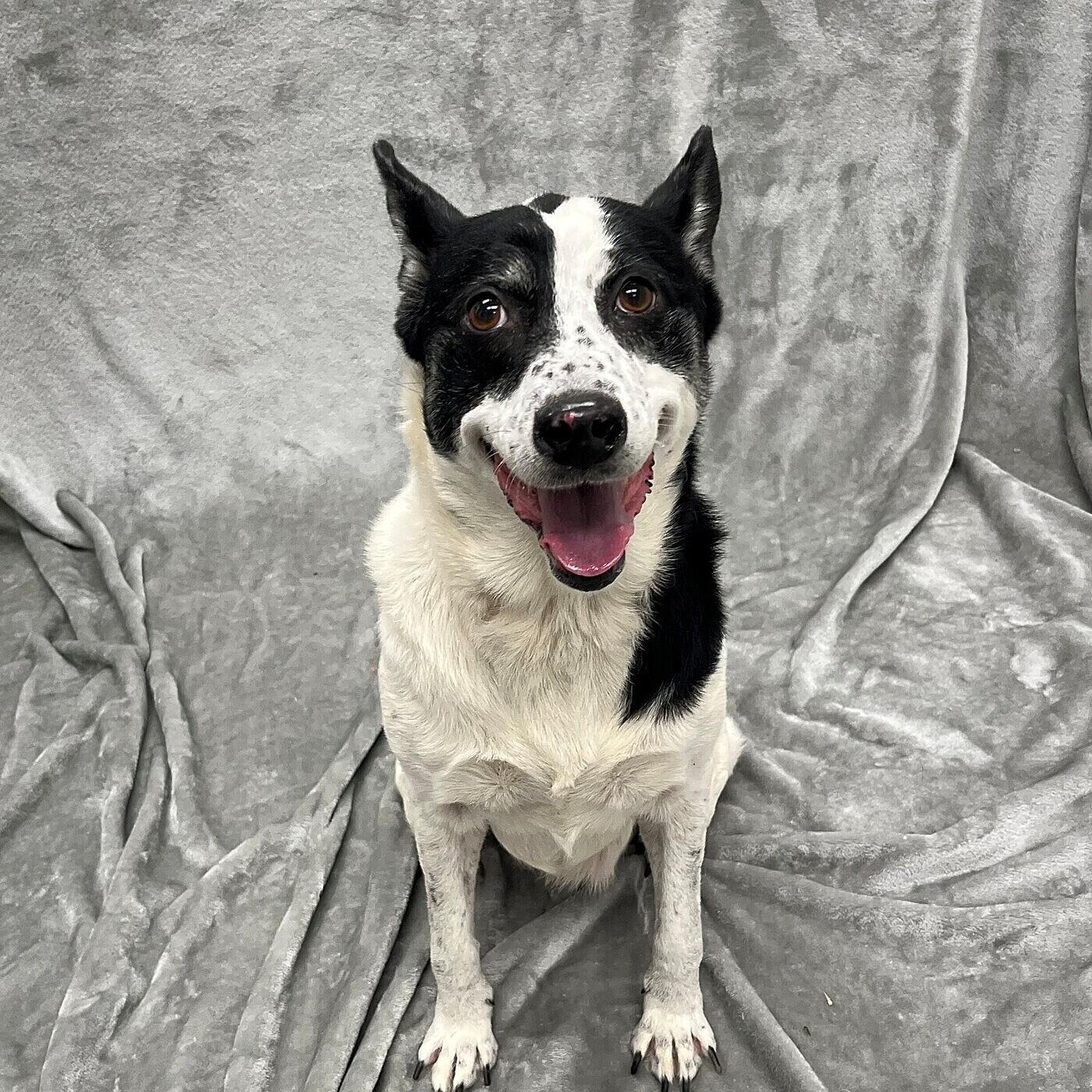 Enlarge Billabong, a Adopted mixed breed in Pleasantville, NJ image 1/1