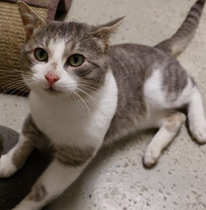 Enlarge Benjamin, a Adoptable mixed breed in Baraboo, WI image 1/3