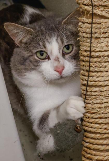 Enlarge Benjamin, a Adoptable mixed breed in Baraboo, WI image 2/3