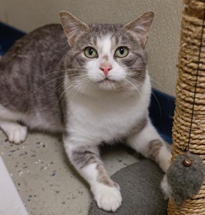 Enlarge Benjamin, a Adoptable mixed breed in Baraboo, WI image 3/3