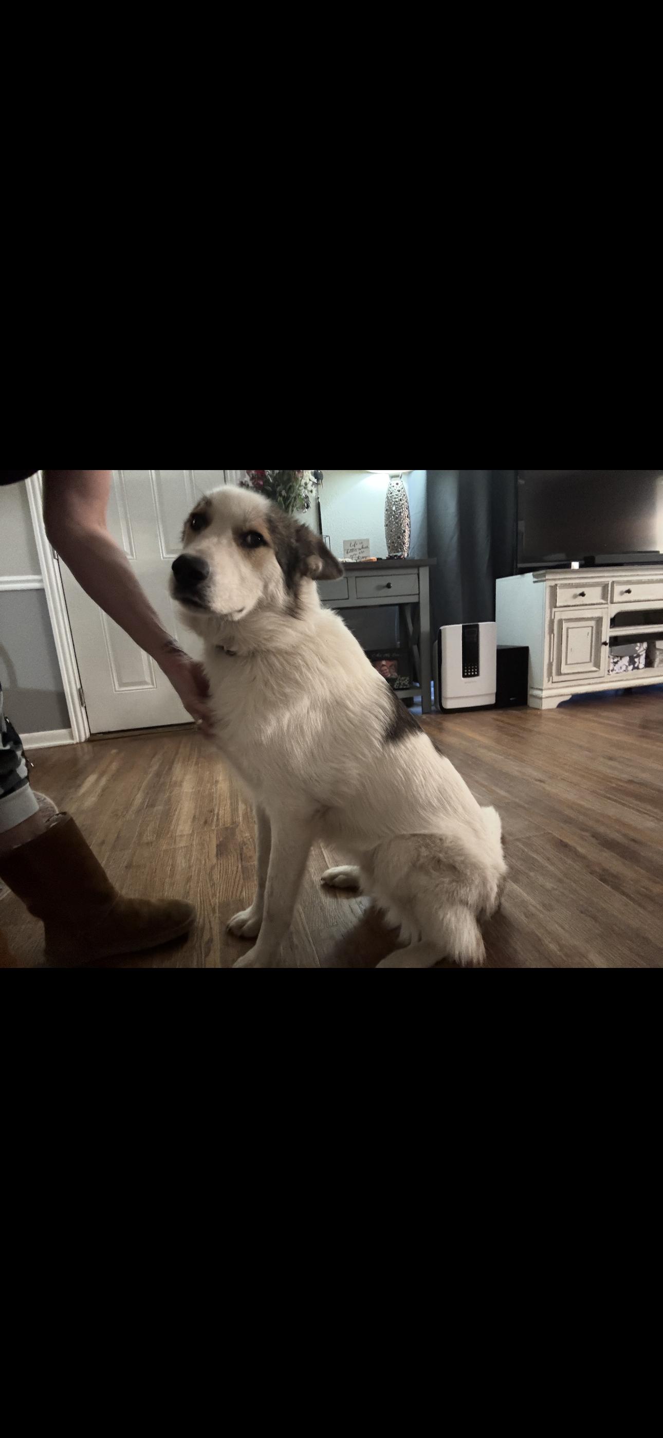 Woody J, a Adoptable mixed breed in Dallas, TX image 3/3