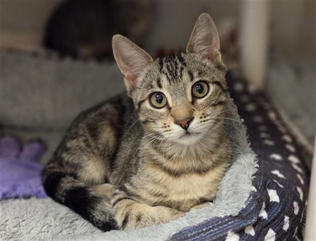 SARAH, Adoptable, Kitten Female Domestic Short Hair.