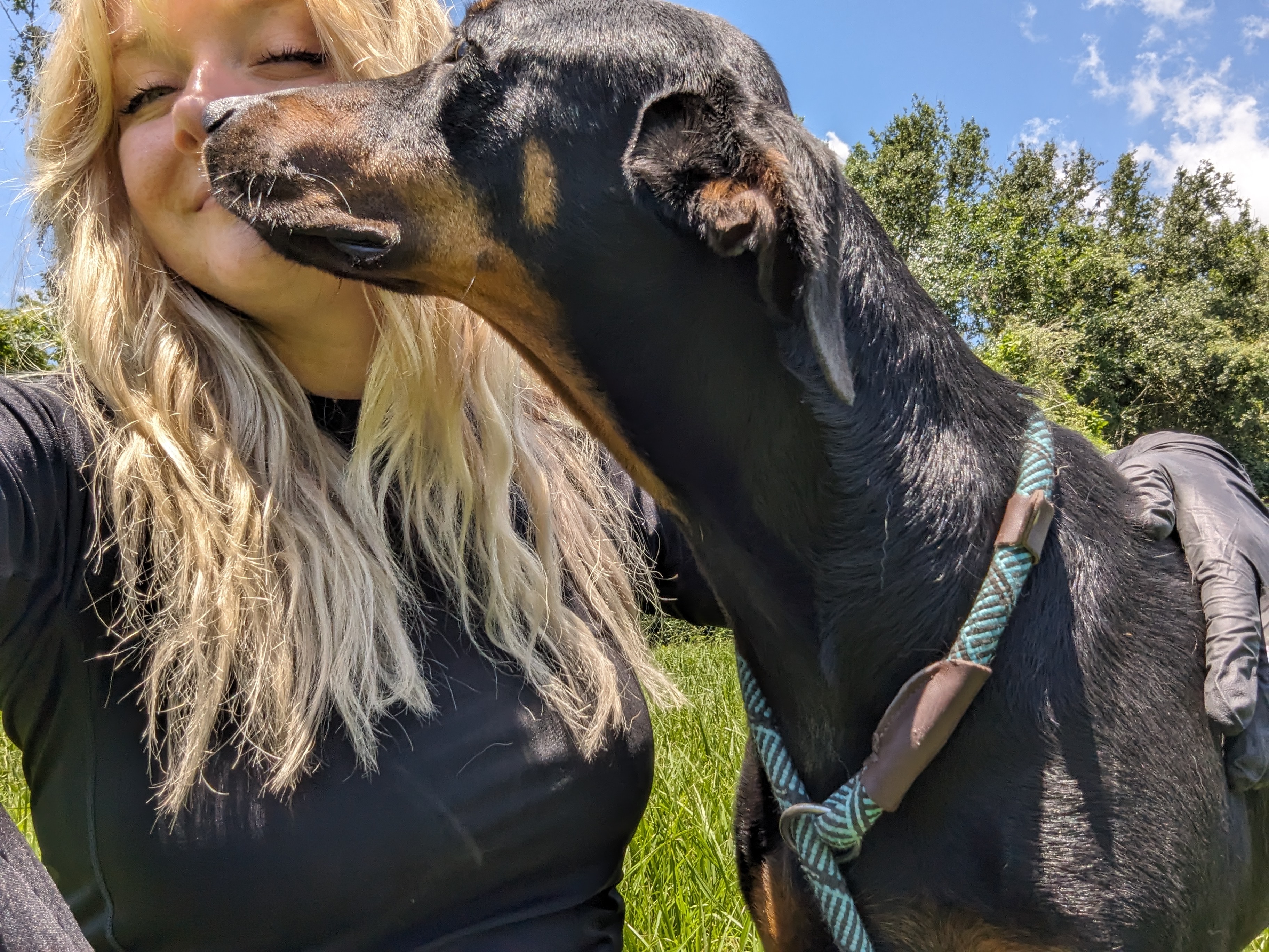 Abilene, a Adopted Doberman Pinscher in angleton, TX image 4/6