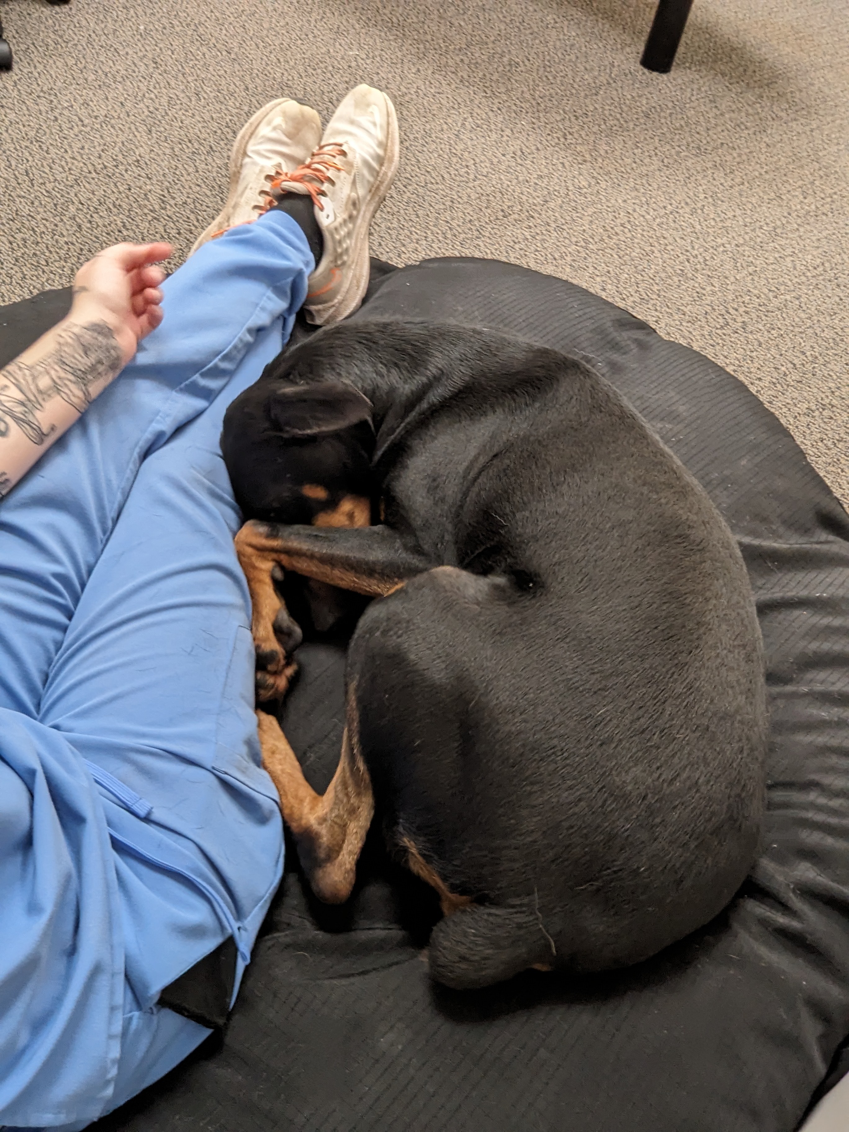 Abilene, a Adopted Doberman Pinscher in angleton, TX image 6/6