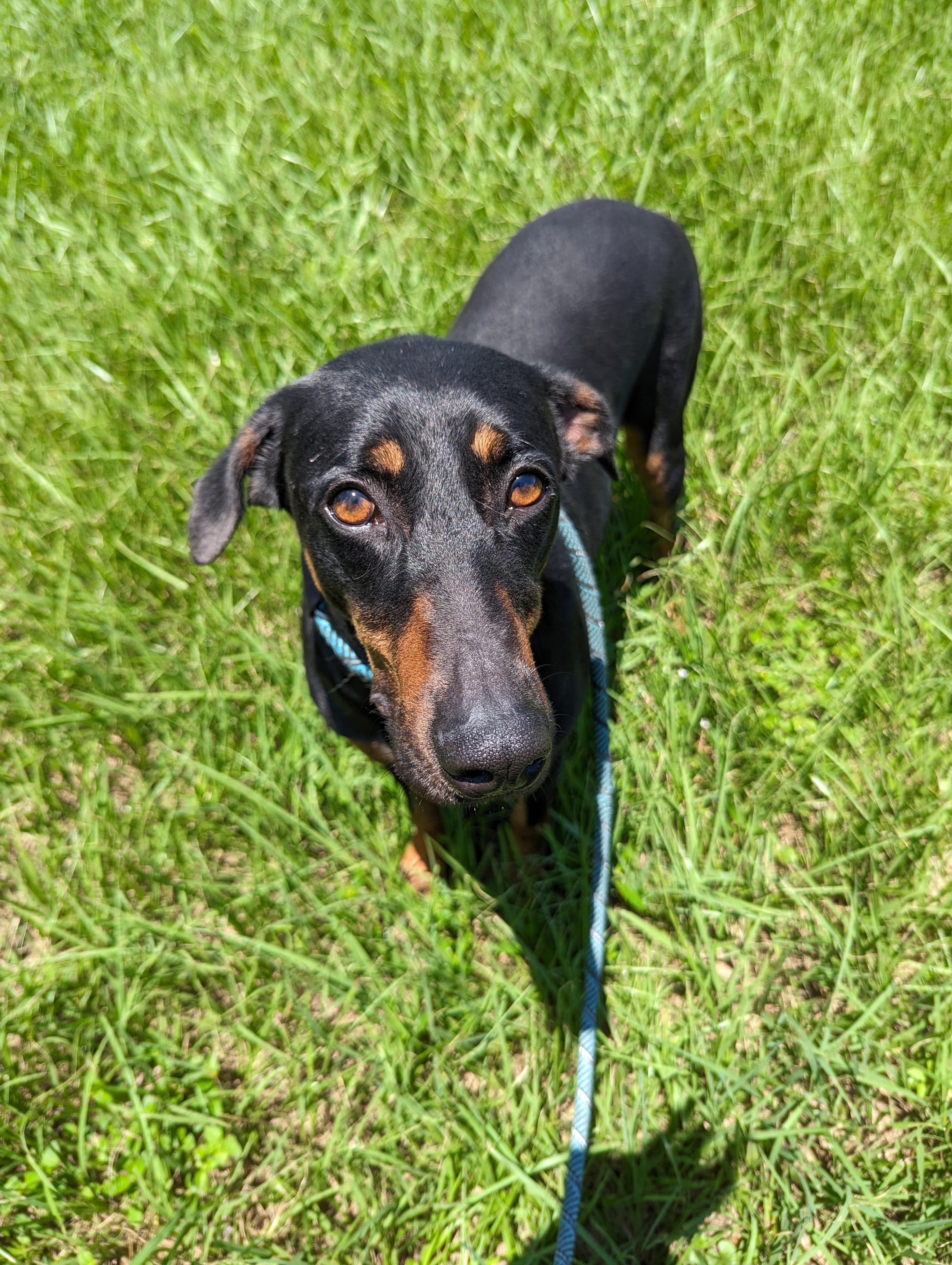 Abilene, a Adopted Doberman Pinscher in angleton, TX image 3/6