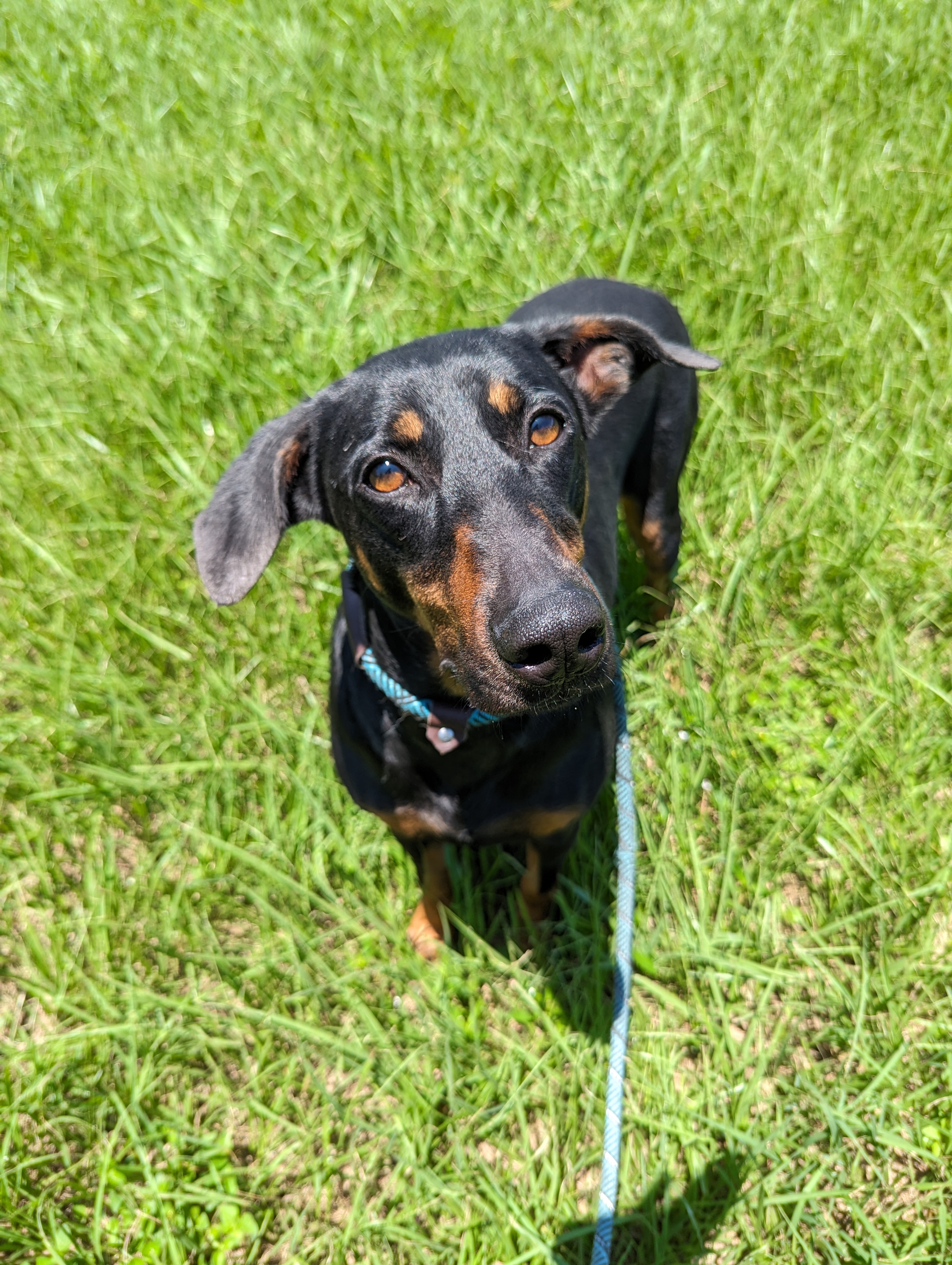 Abilene, Adopted, Adult Female Doberman Pinscher.