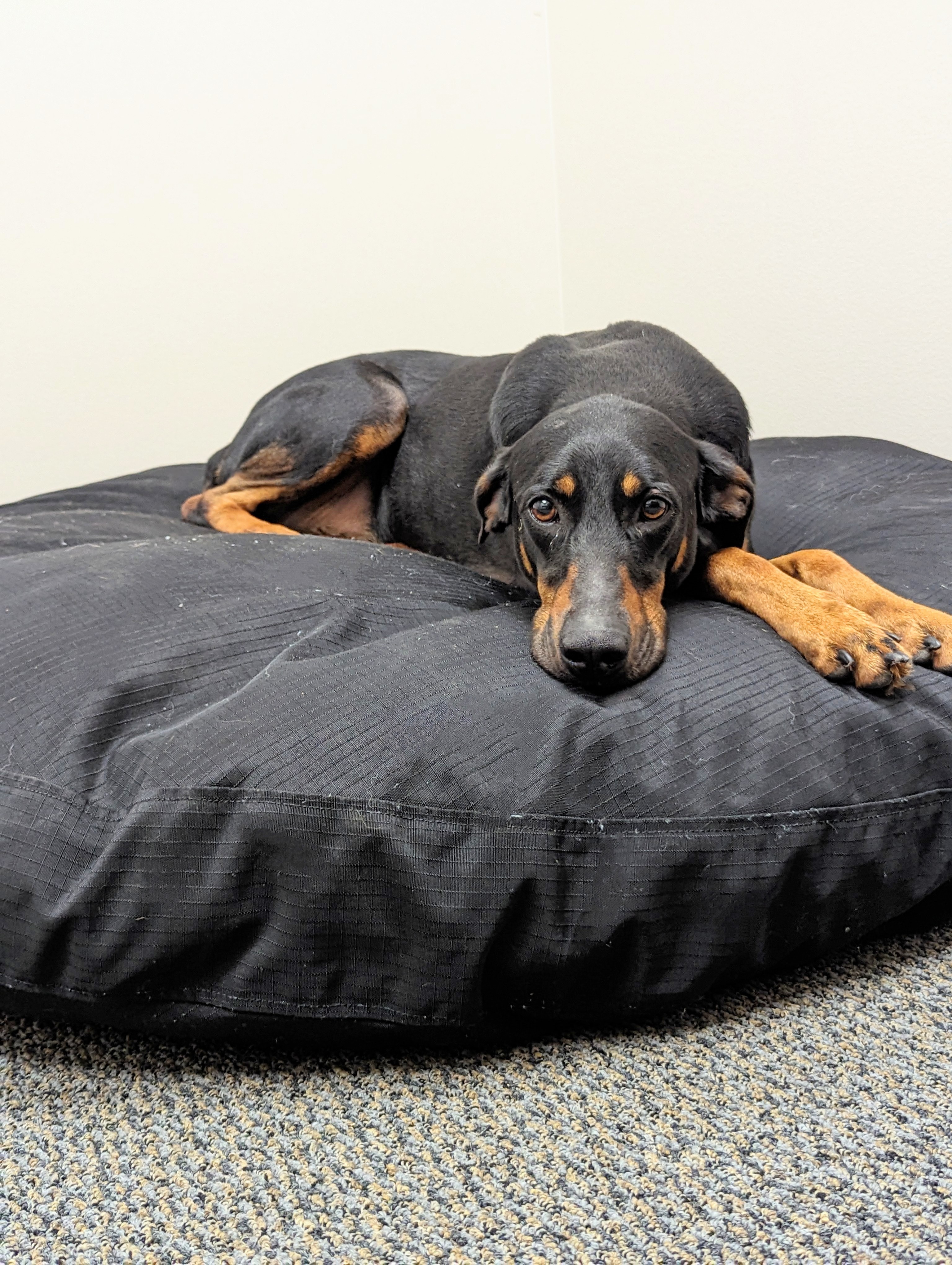 Abilene, a Adopted Doberman Pinscher in angleton, TX image 2/6