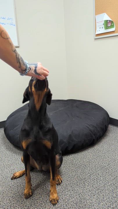 Enlarge Abilene, a Adopted Doberman Pinscher in angleton, TX video 5/6