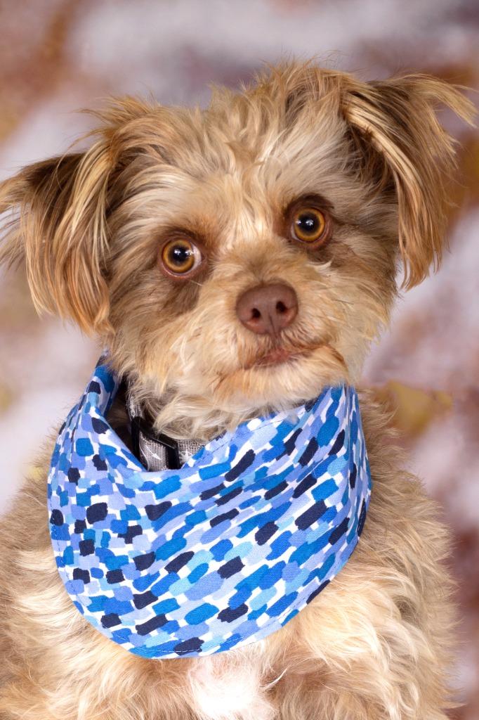 Enlarge Taz (knows Rocky), a Adoptable mixed breed in Gilbert, AZ image 1/2