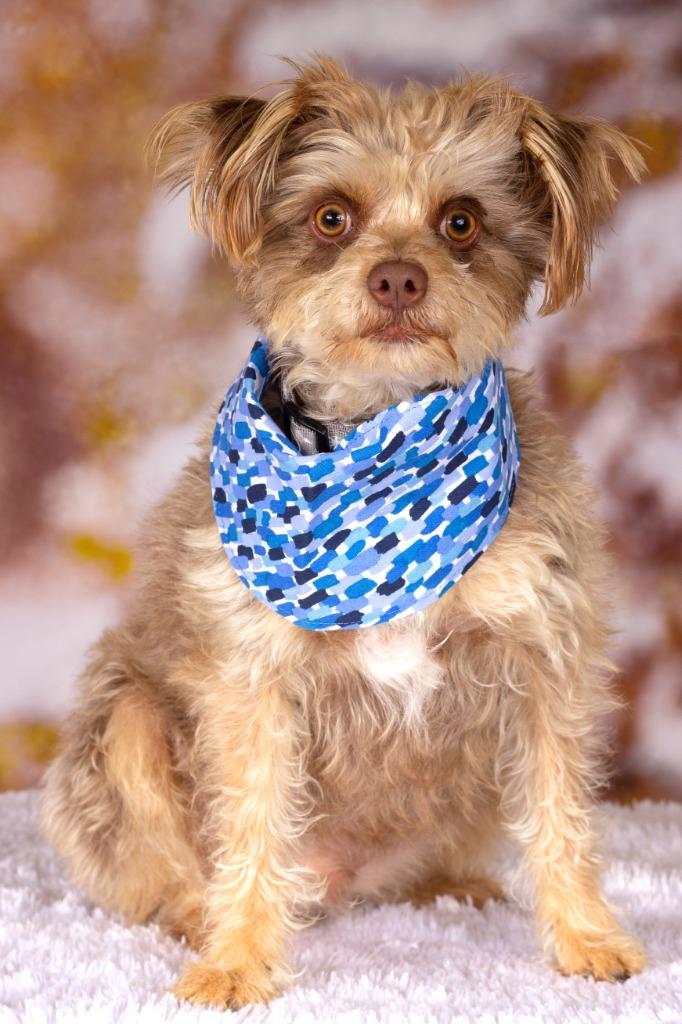 Enlarge Taz (knows Rocky), a Adoptable mixed breed in Gilbert, AZ image 2/2