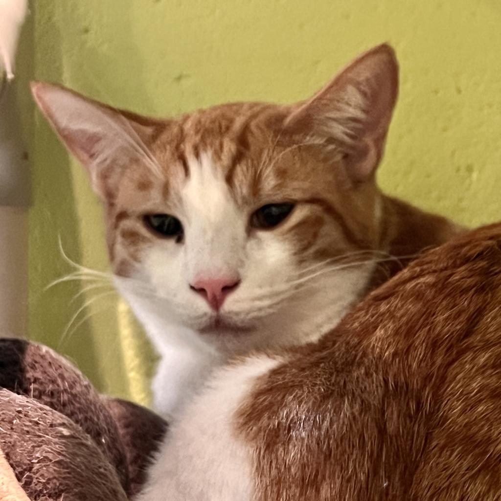 Enlarge Forest, a Adoptable mixed breed in South Bend, IN image 2/6