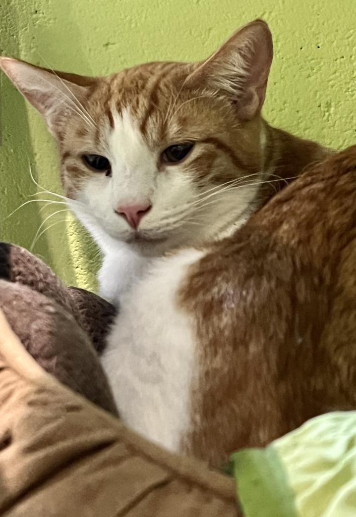 Enlarge Forest, a Adoptable mixed breed in South Bend, IN image 4/6