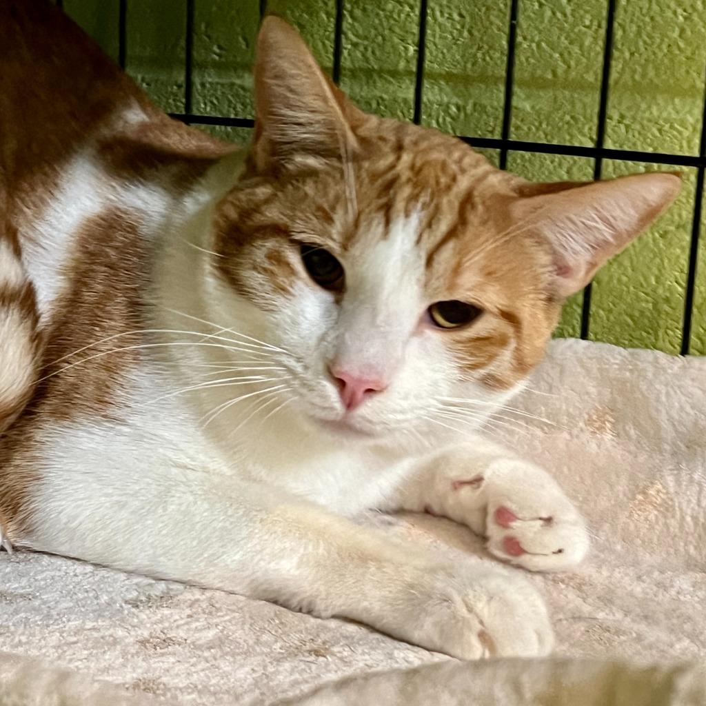 Enlarge Forest, a Adoptable mixed breed in South Bend, IN image 5/6