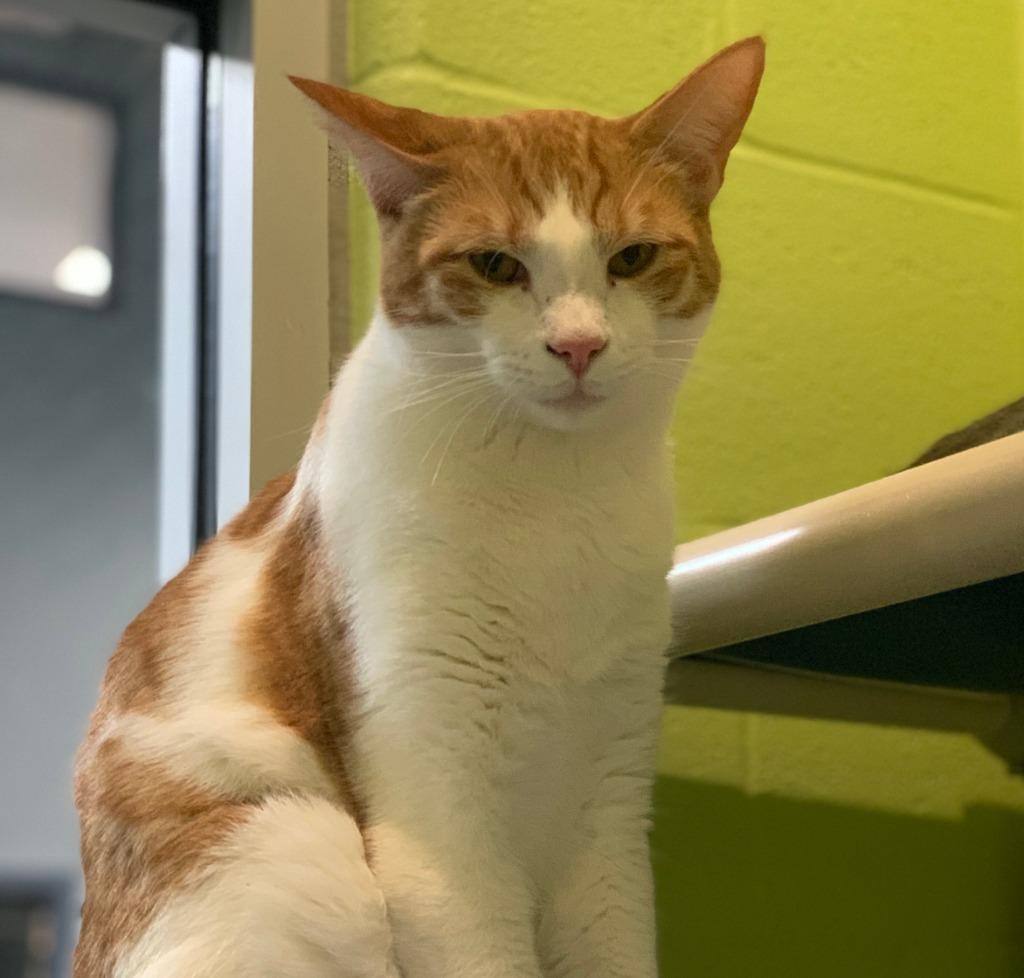 Enlarge Forest, a Adoptable mixed breed in South Bend, IN image 6/6