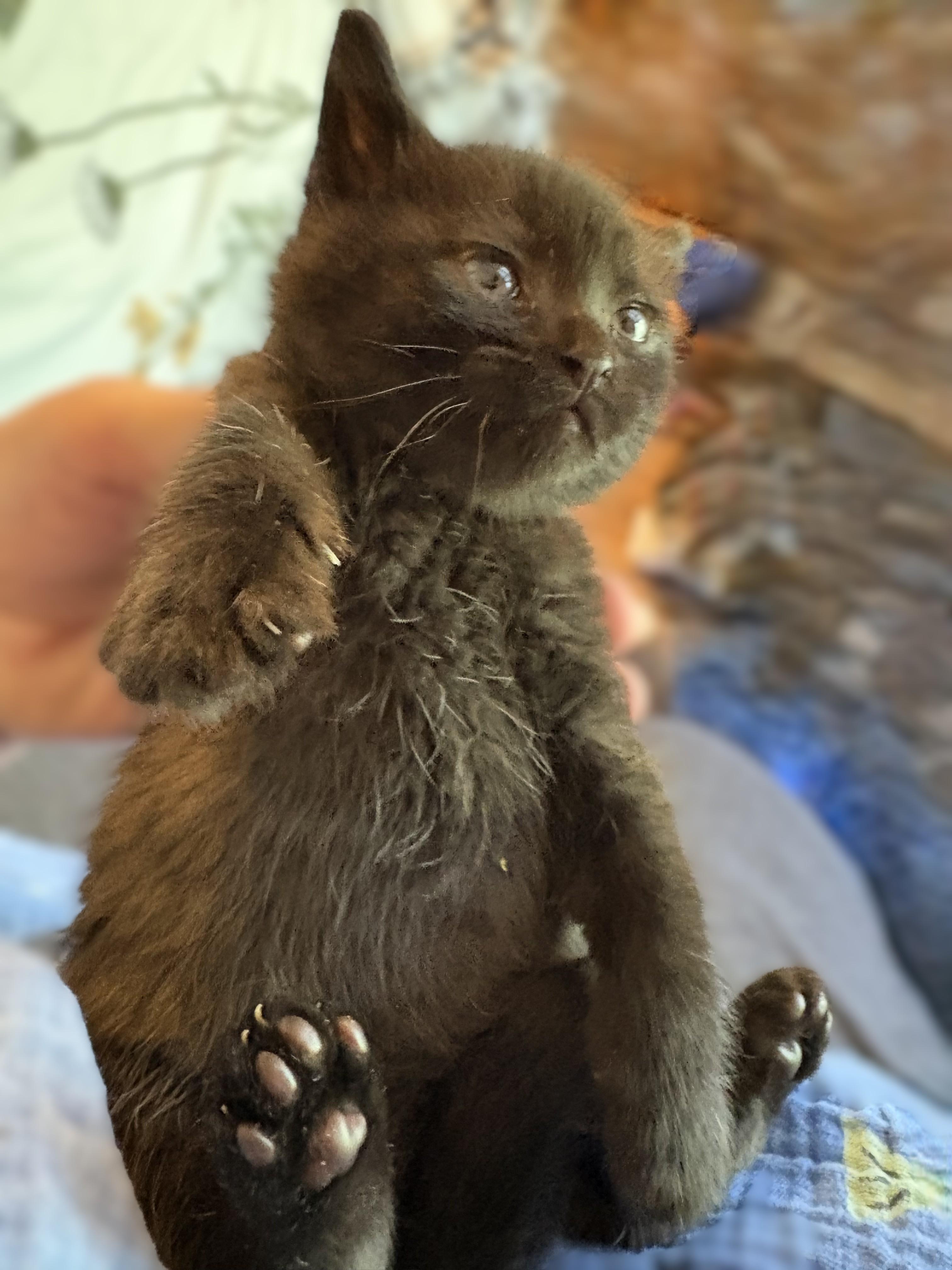 Enlarge Maverick - Pre Adoption ONLY, a Adoptable Domestic Short Hair in Allen, TX image 5/6