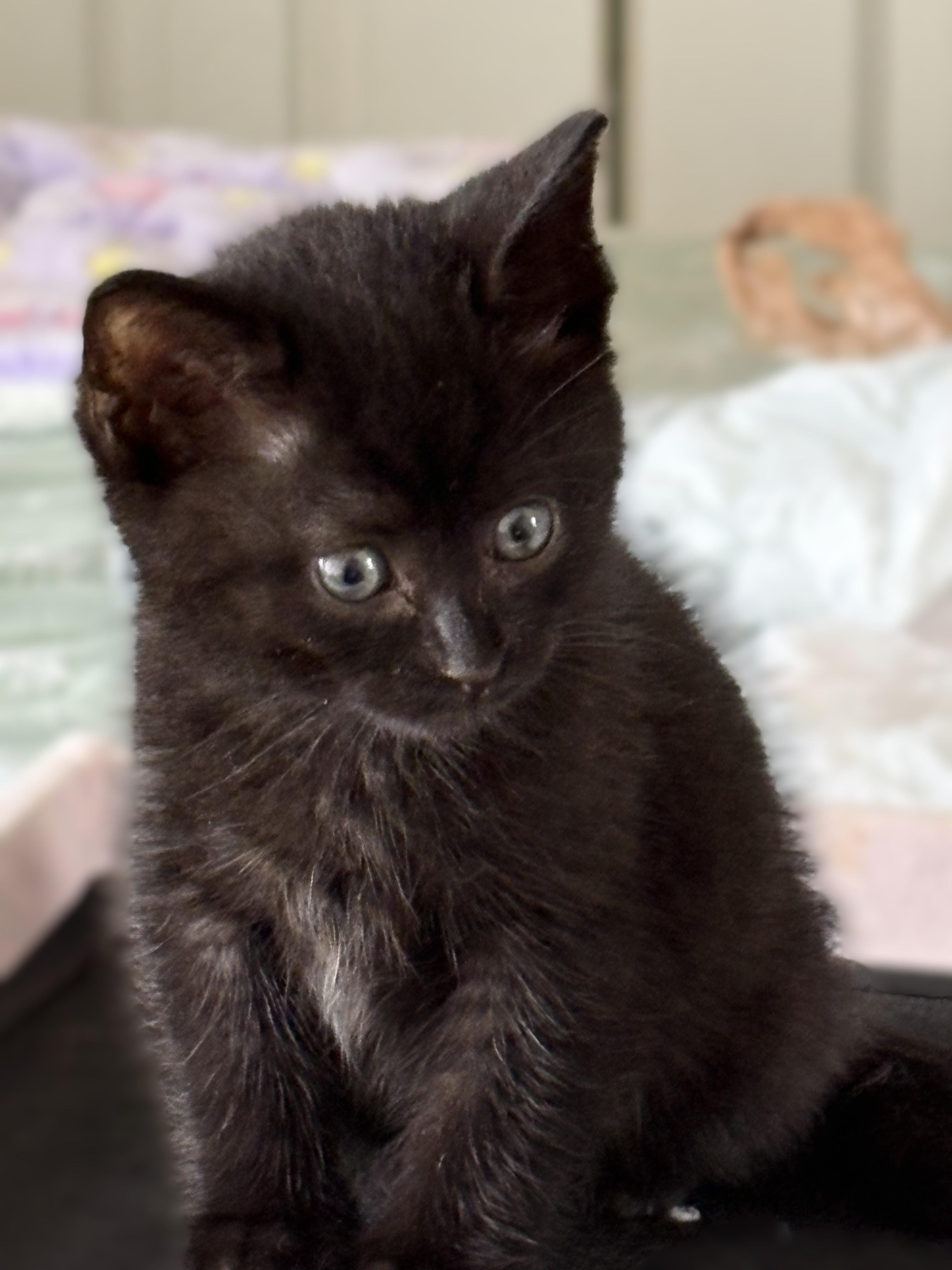 Enlarge Maverick - Pre Adoption ONLY, a Adoptable Domestic Short Hair in Allen, TX image 2/6