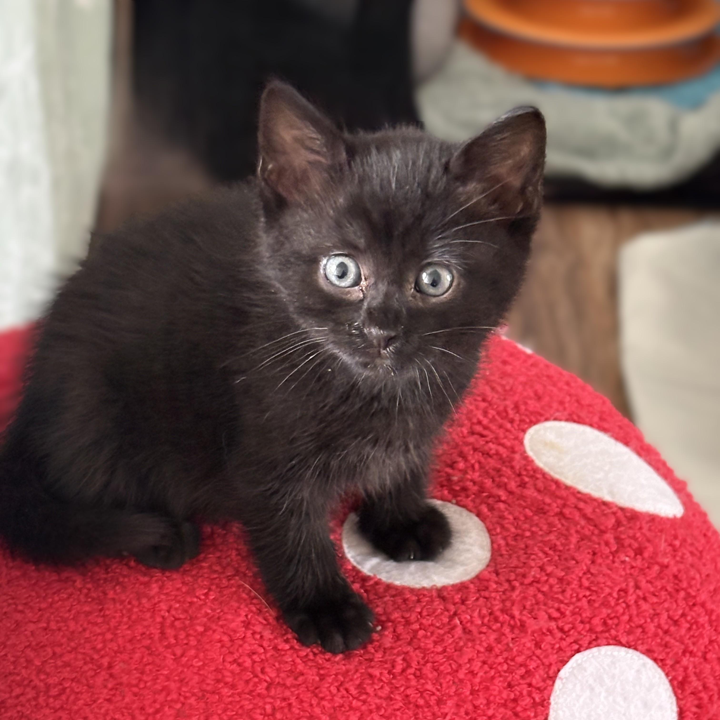 Maverick - Pre Adoption ONLY, Adoptable, Kitten Male Domestic Short Hair.