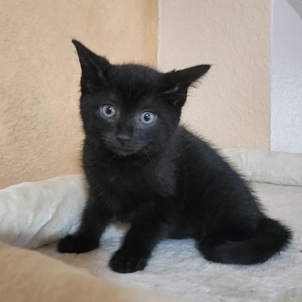 Enlarge Maverick - Pre Adoption ONLY, a Adoptable Domestic Short Hair in Allen, TX image 3/6