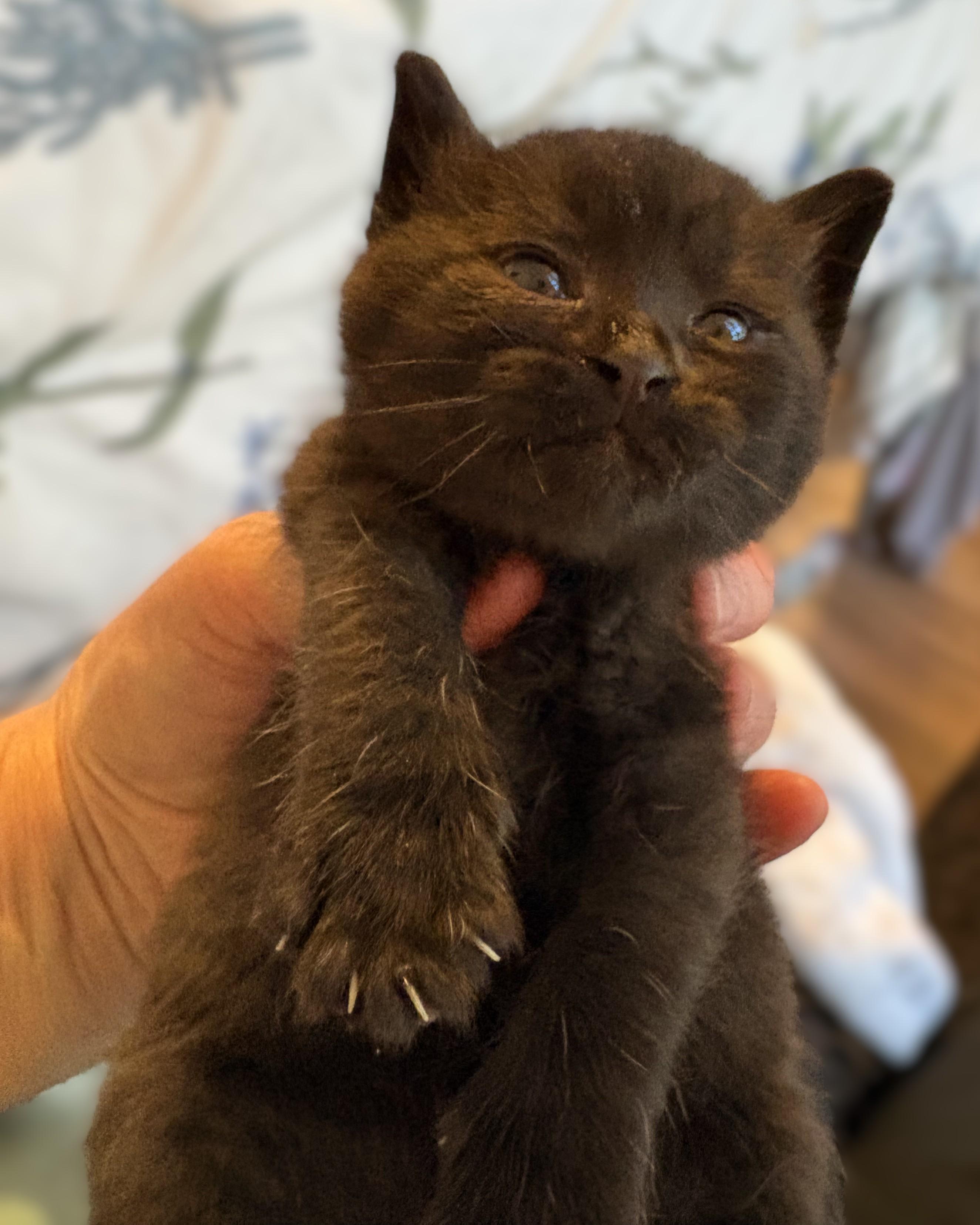 Enlarge Maverick - Pre Adoption ONLY, a Adoptable Domestic Short Hair in Allen, TX image 6/6