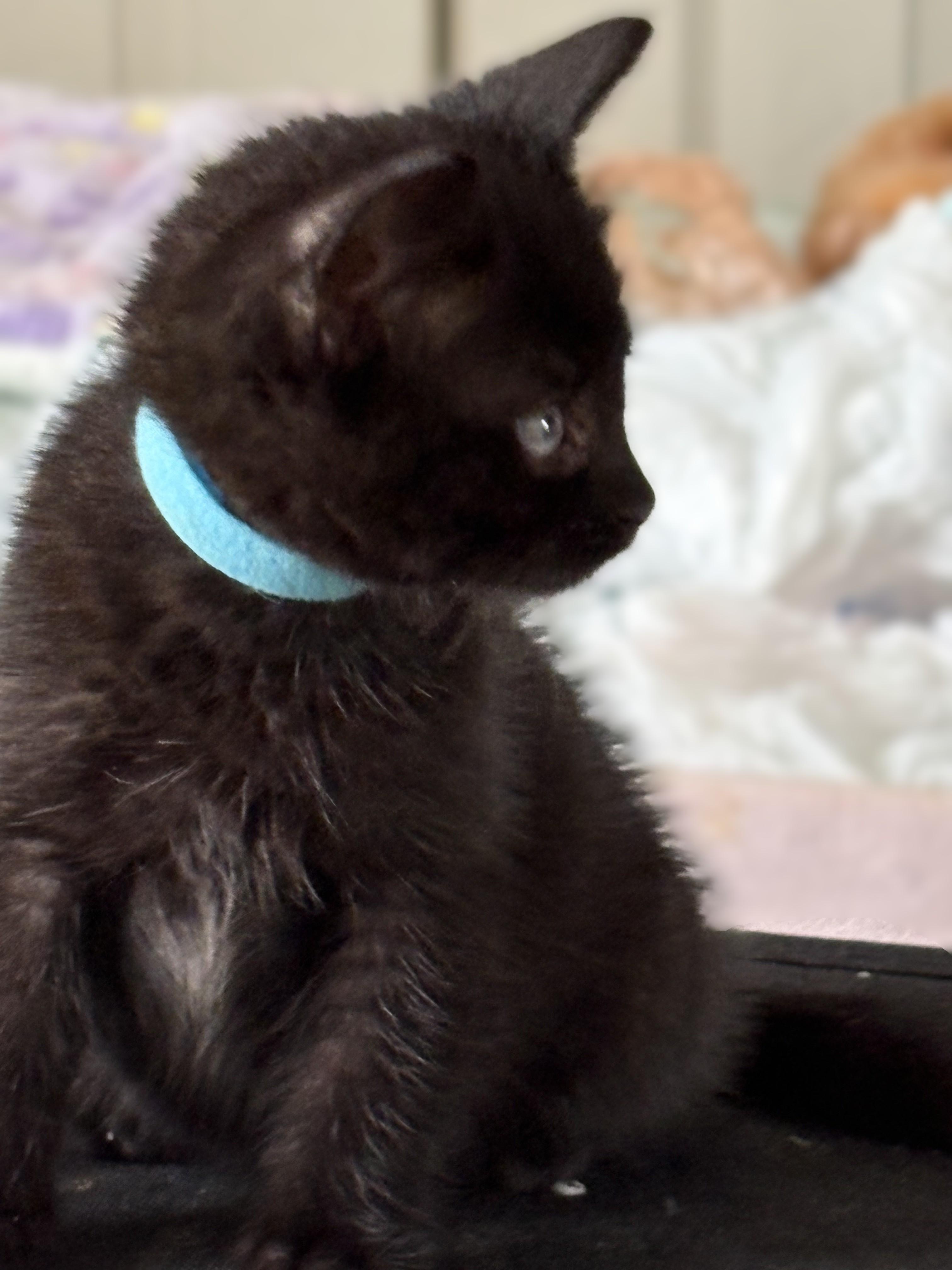 Enlarge Maverick - Pre Adoption ONLY, a Adoptable Domestic Short Hair in Allen, TX image 4/6