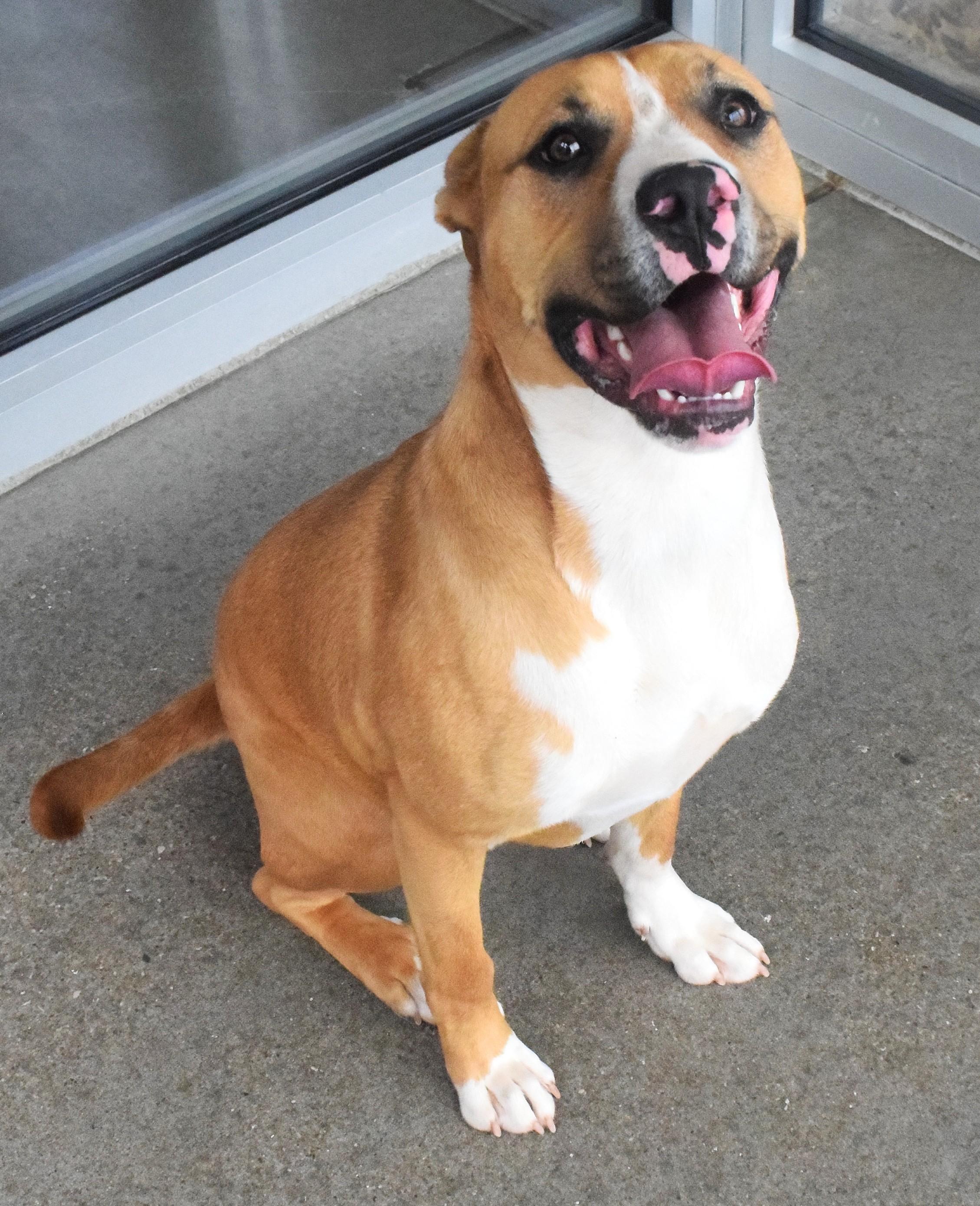 #21961 "Brutus", ADOPTABLE, Adult Male Pit Bull Terrier.