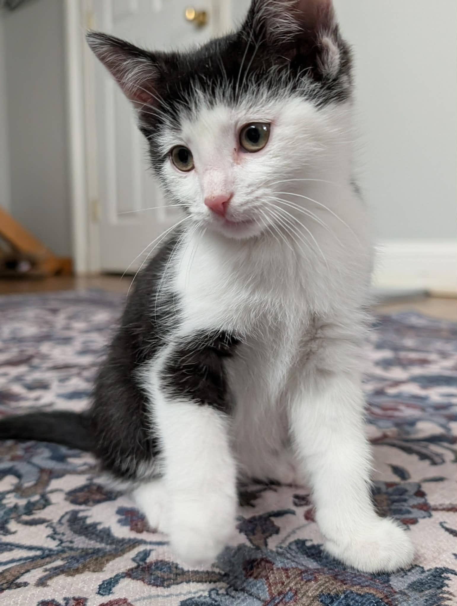 Grima, Adoptable, Kitten Female Domestic Short Hair.