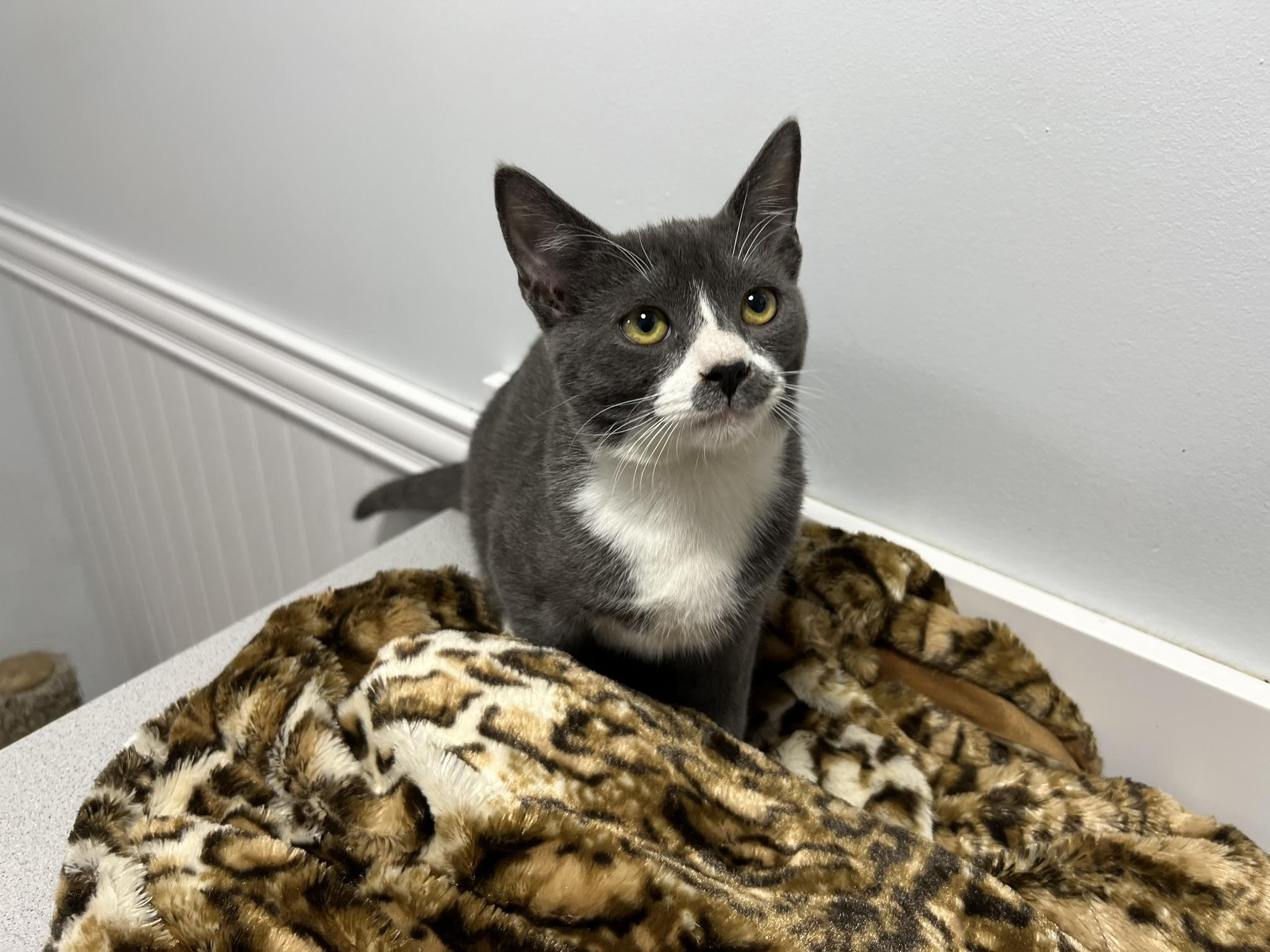 Mustachio, a Adoptable Domestic Short Hair in Gaithersburg, MD image 4/4