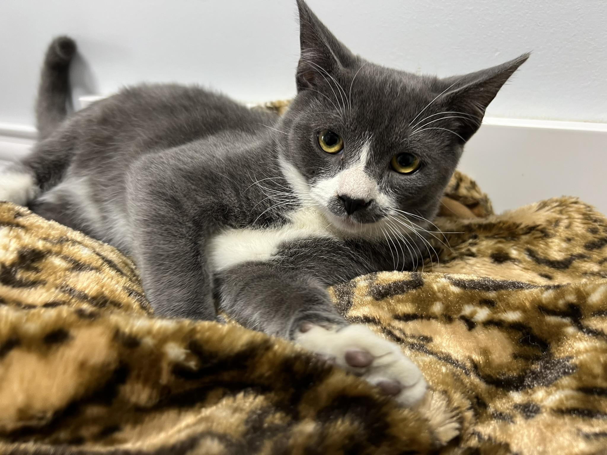 Mustachio, a Adoptable Domestic Short Hair in Gaithersburg, MD image 3/4