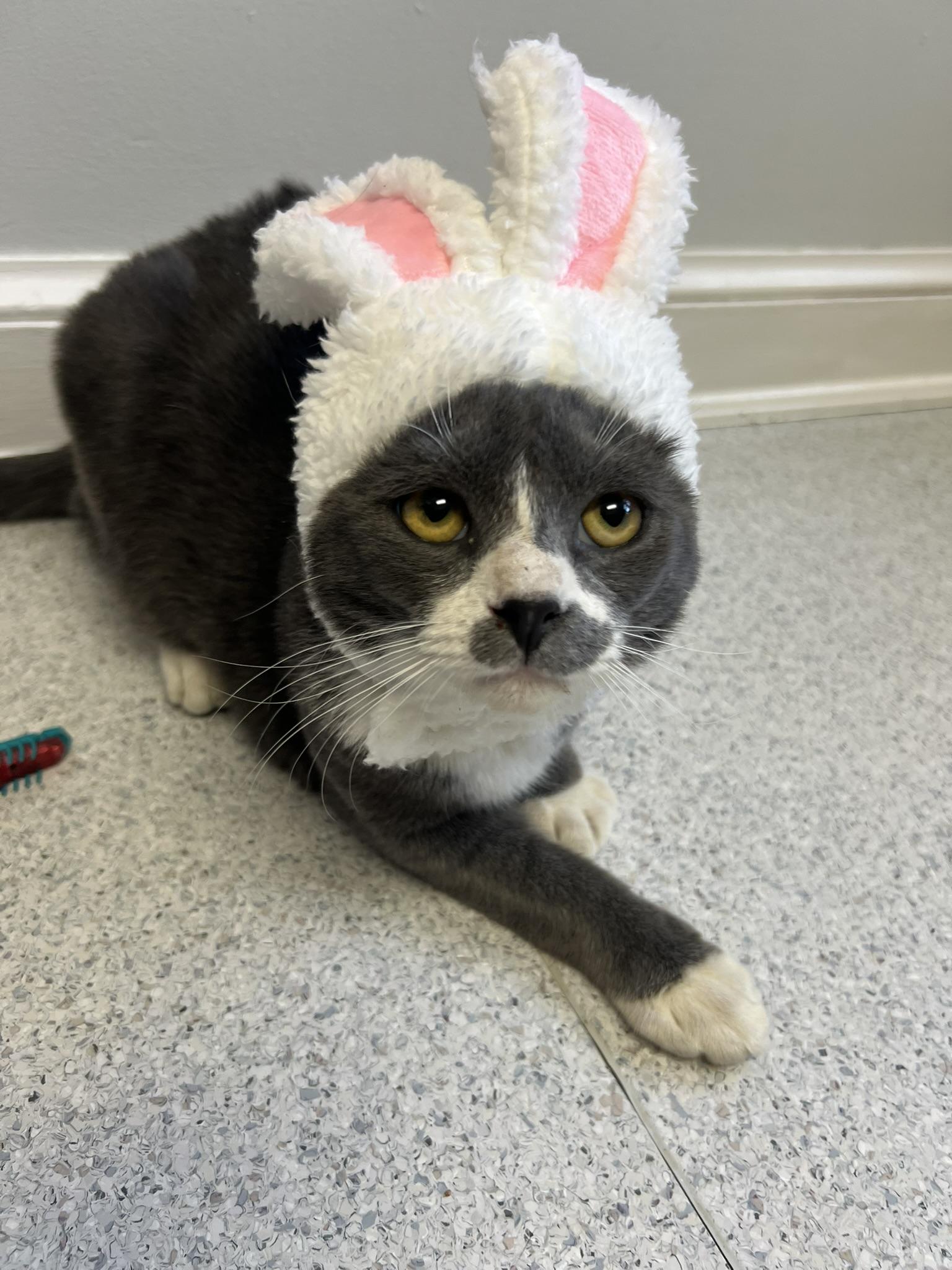 Mustachio, Adoptable, Young Male Domestic Short Hair.