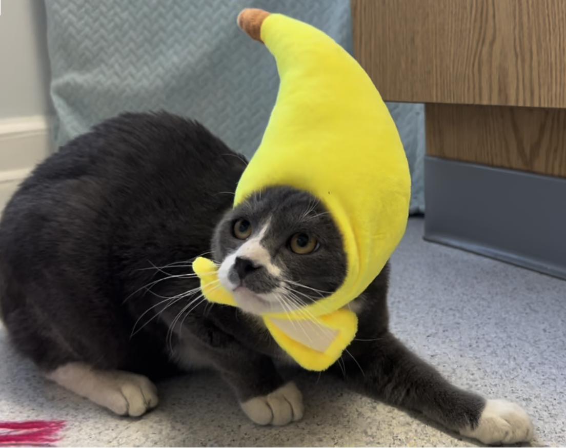 Mustachio, a Adoptable Domestic Short Hair in Gaithersburg, MD image 2/4