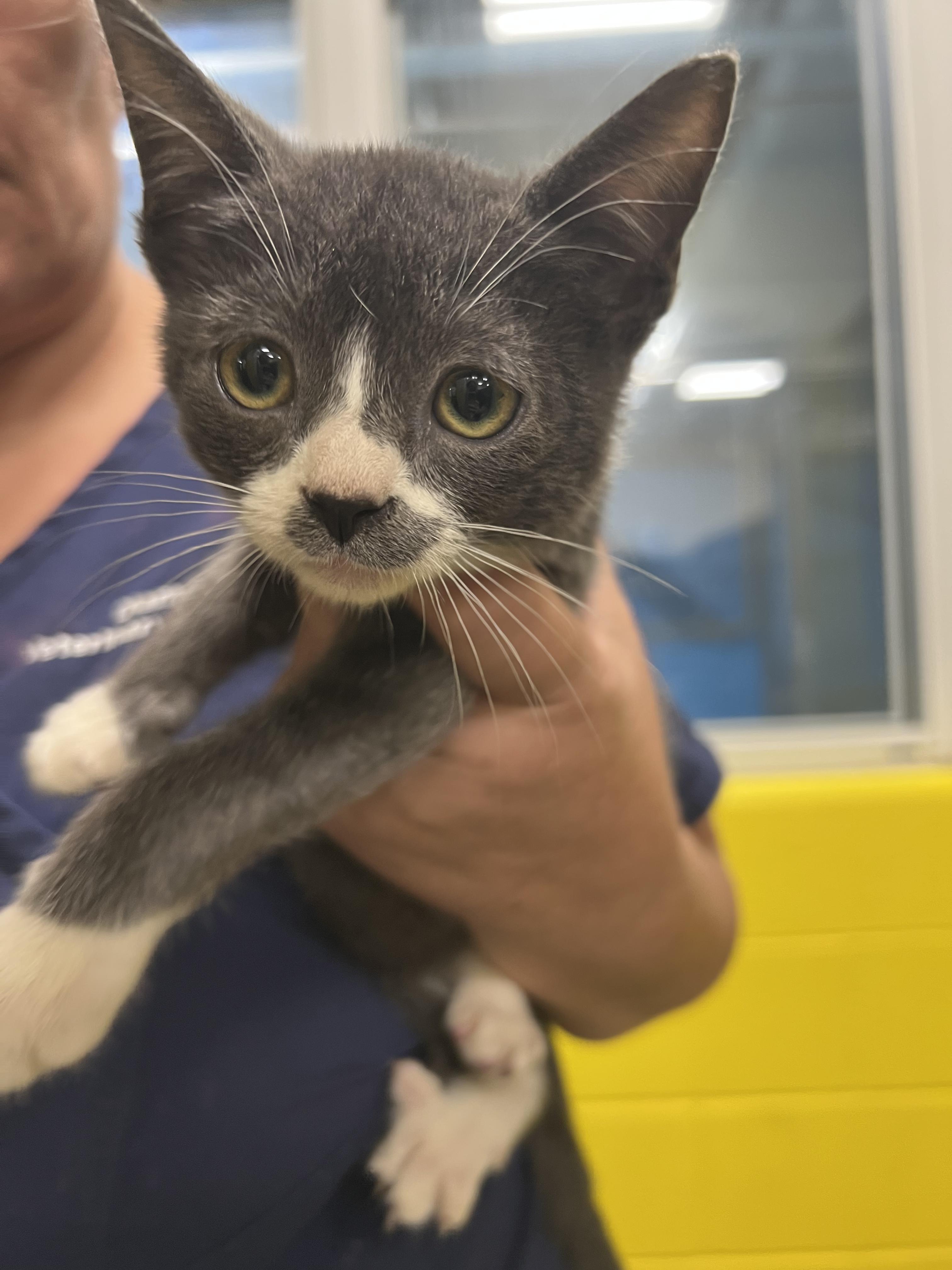Mustachio, Young Male unknown