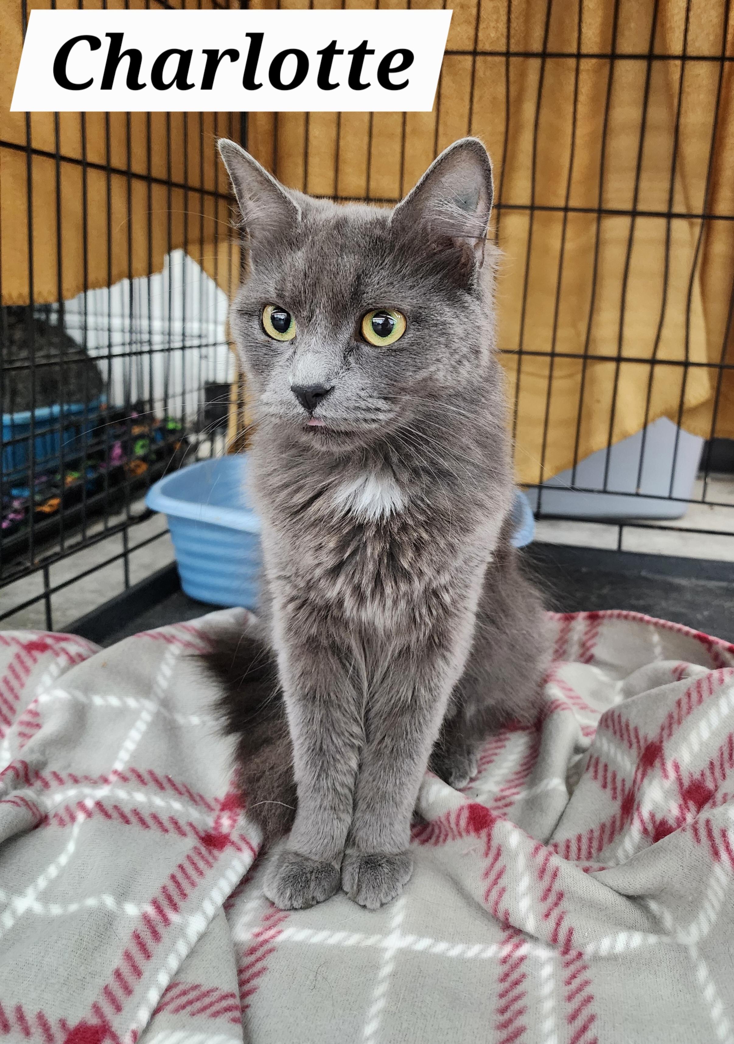 Enlarge Charlotte, a Adoptable Domestic Medium Hair in Logansport, IN image 1/2