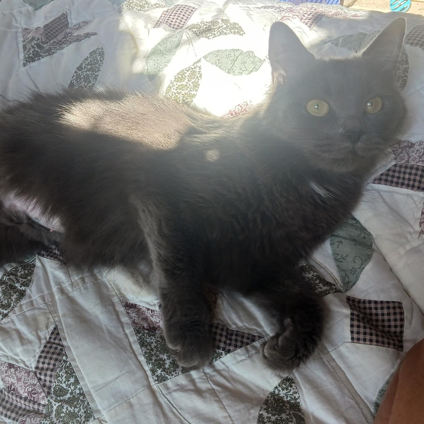 Enlarge Charlotte, a Adoptable Domestic Medium Hair in Logansport, IN image 2/2