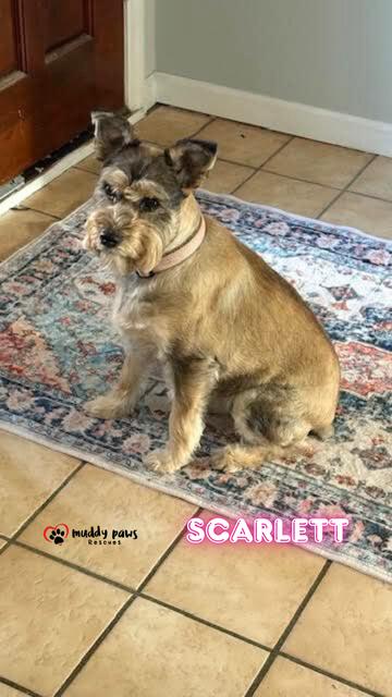 Scarlett thumbnail 2